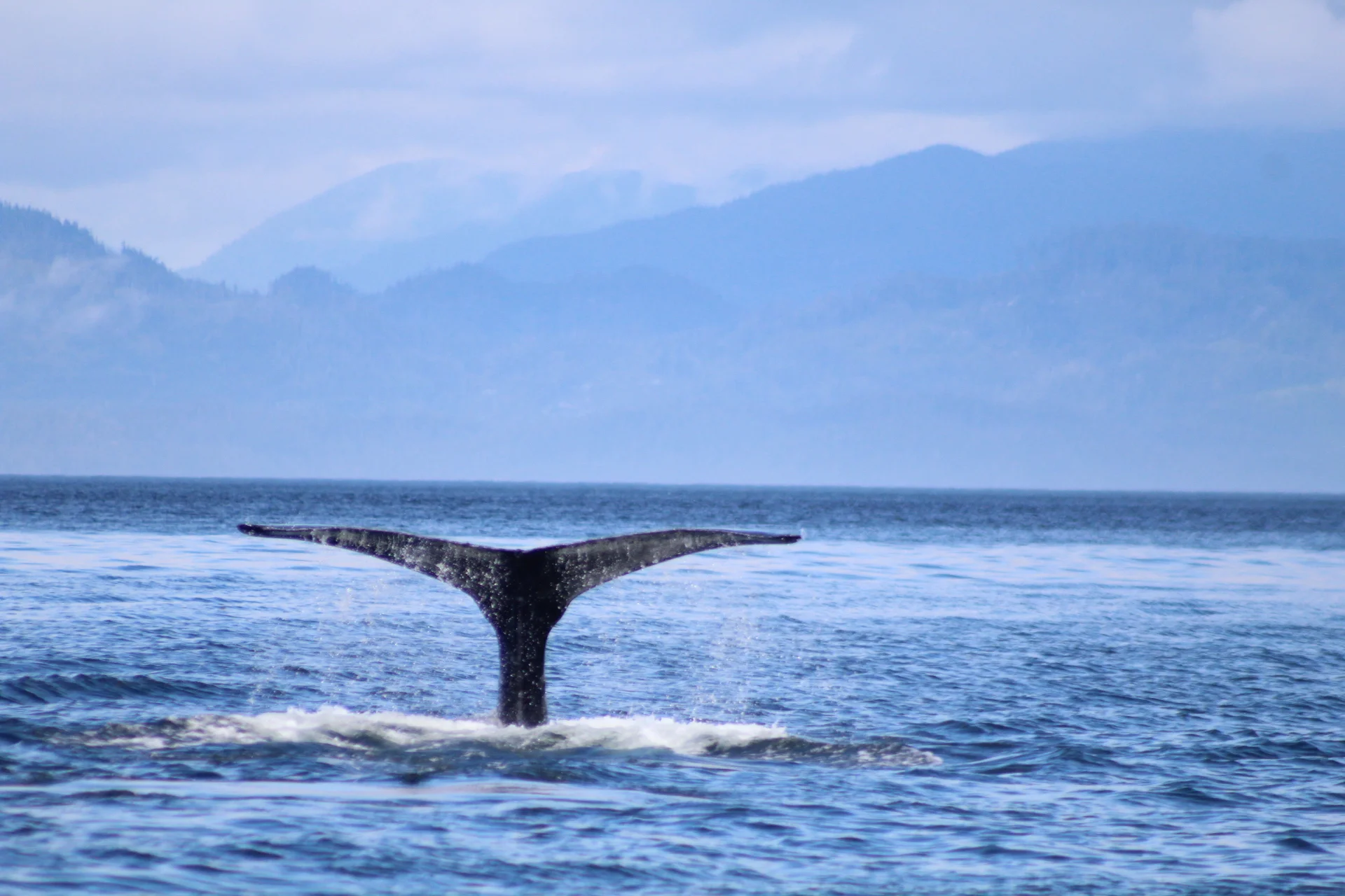 A Dynamic Performance by our Local Acrobats