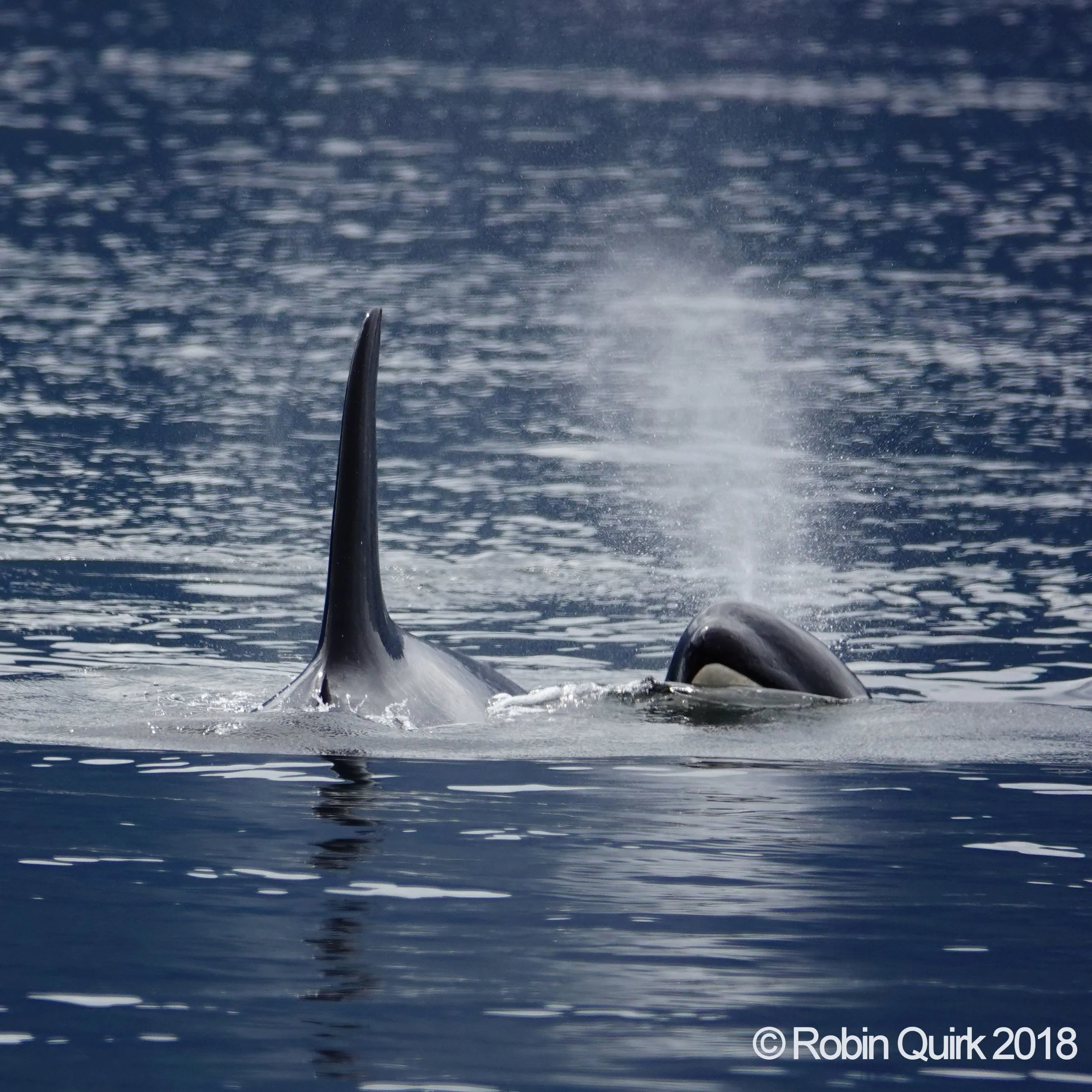 Special feature - Photos by Robin Quirk - August 31st