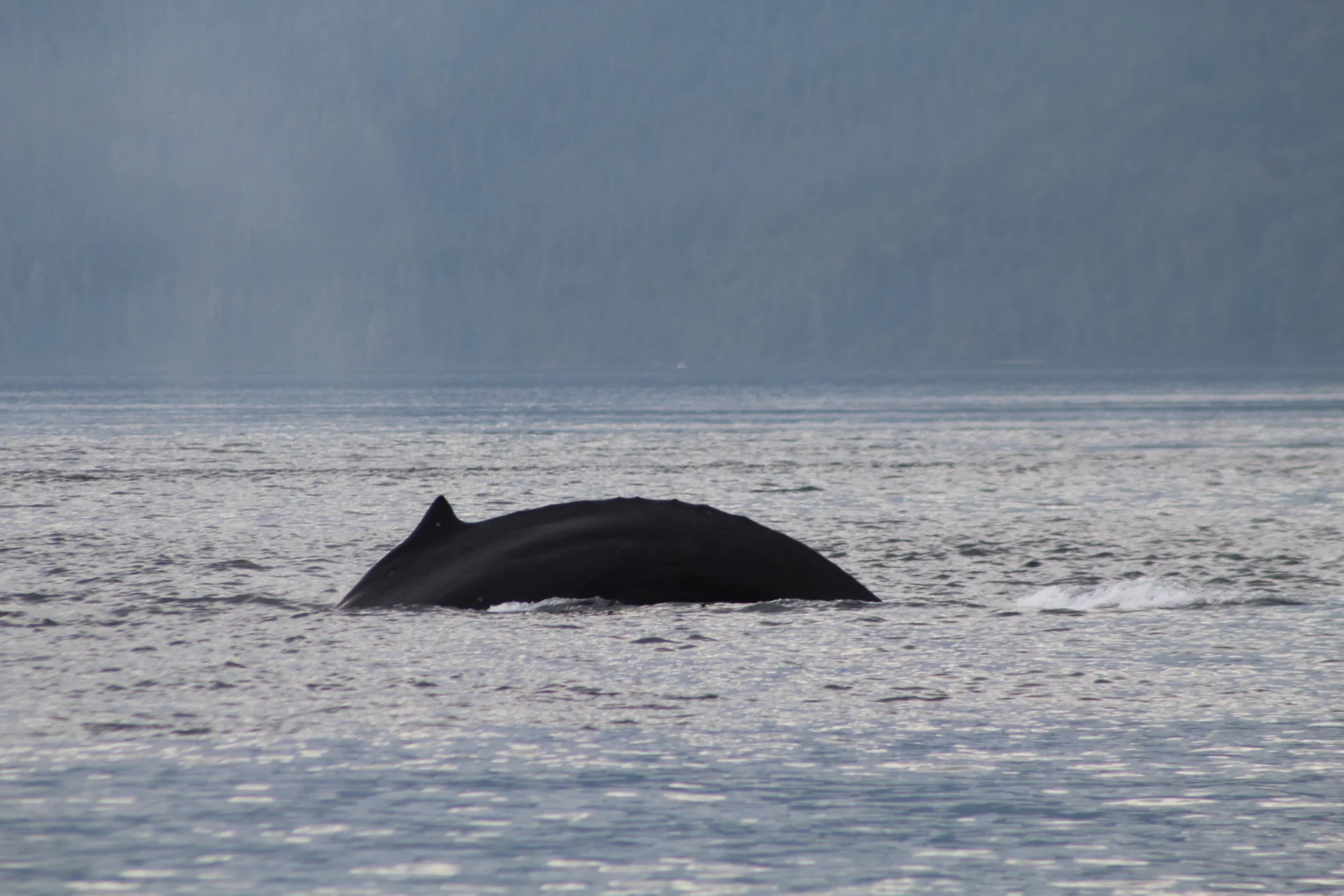The Anticipation of Migrating Birds