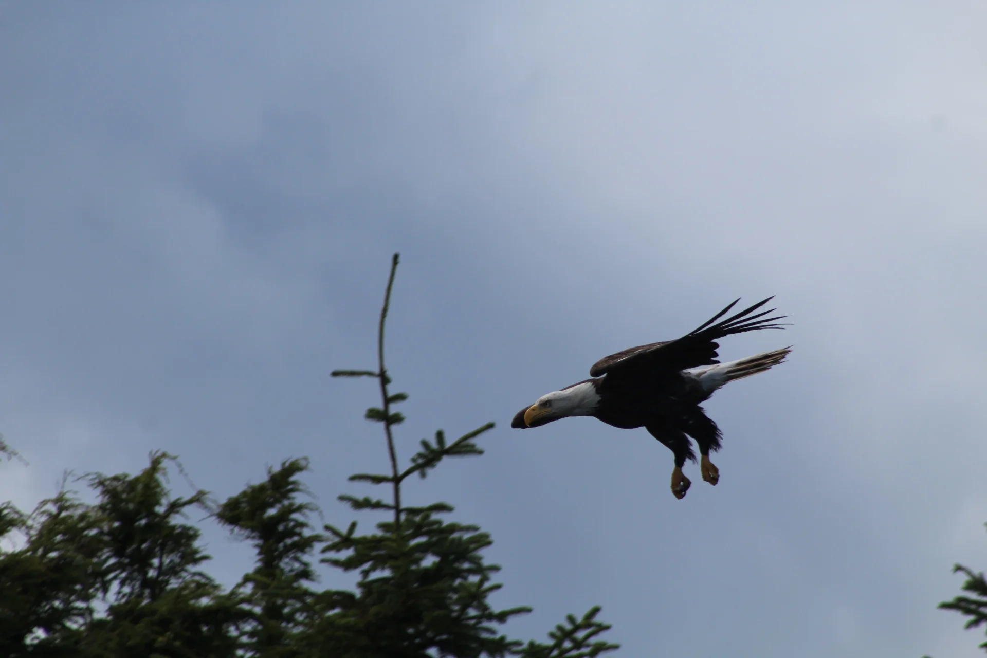 The Day of the Eagles