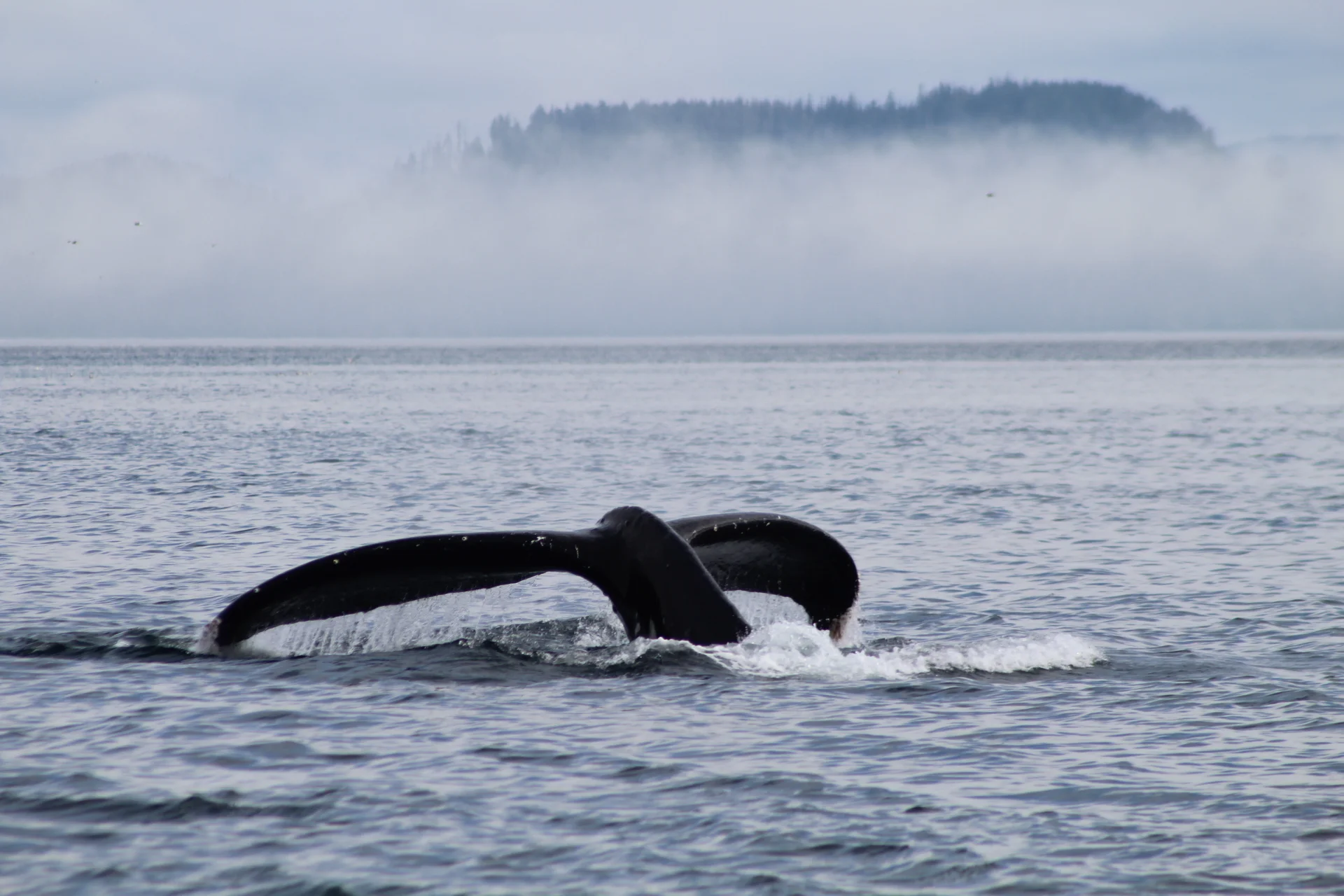 Held Hostage by Wildlife