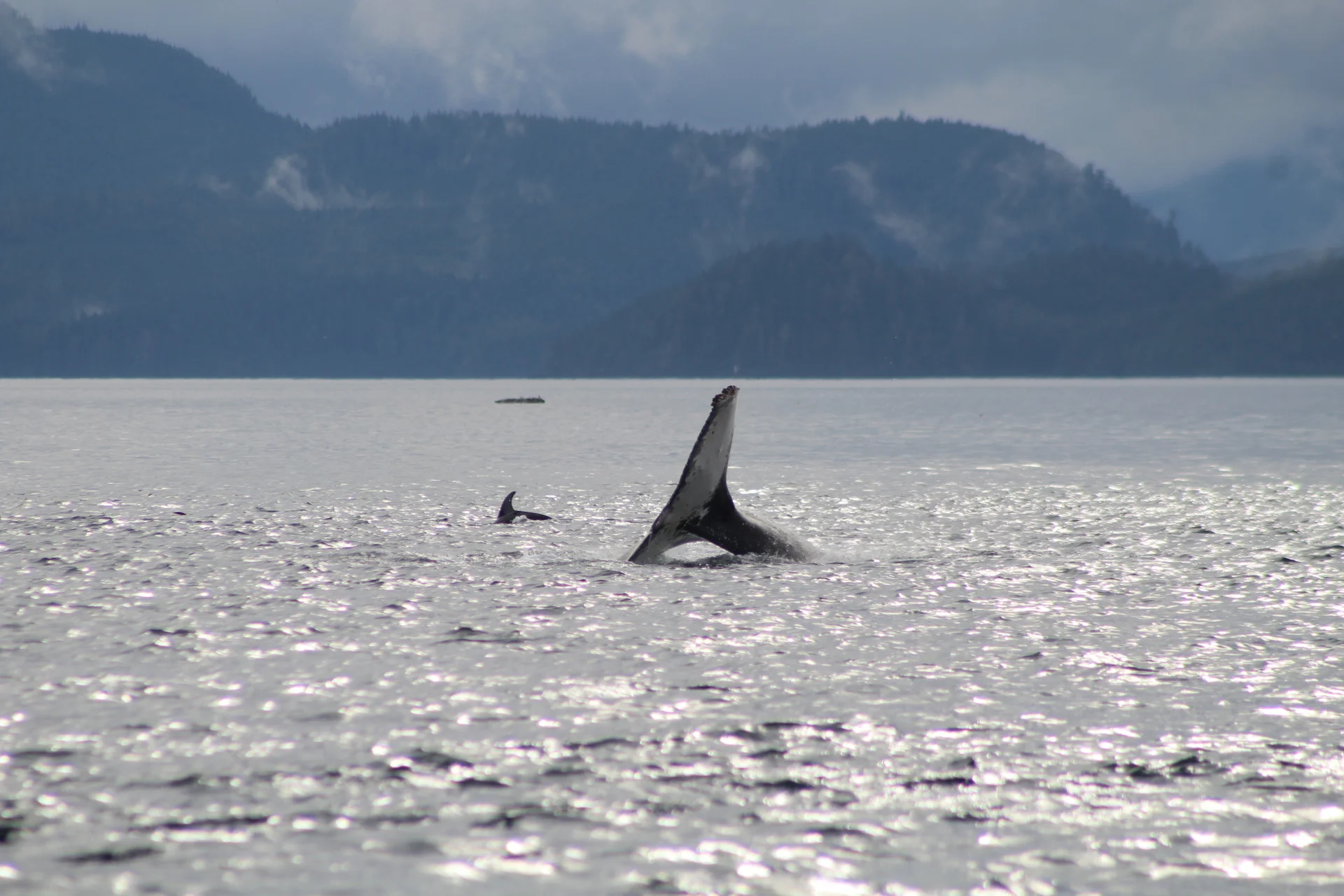 A Marine Mammal Banquet!