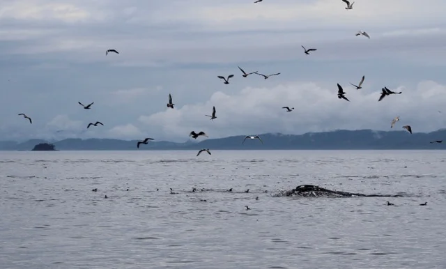Feeding Frenzies and Dolphins Galore