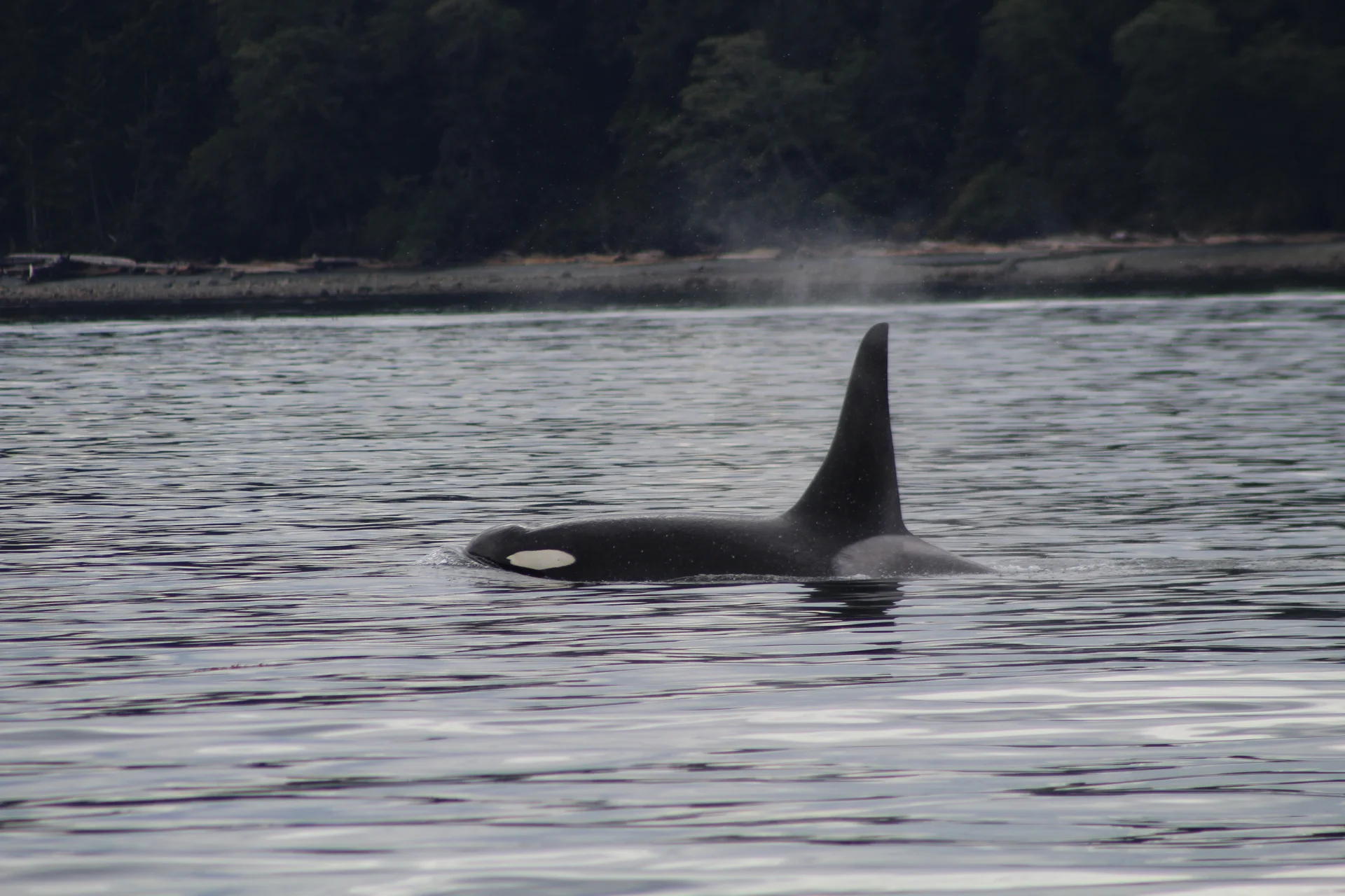 Residents and Transients Make for a Great Day