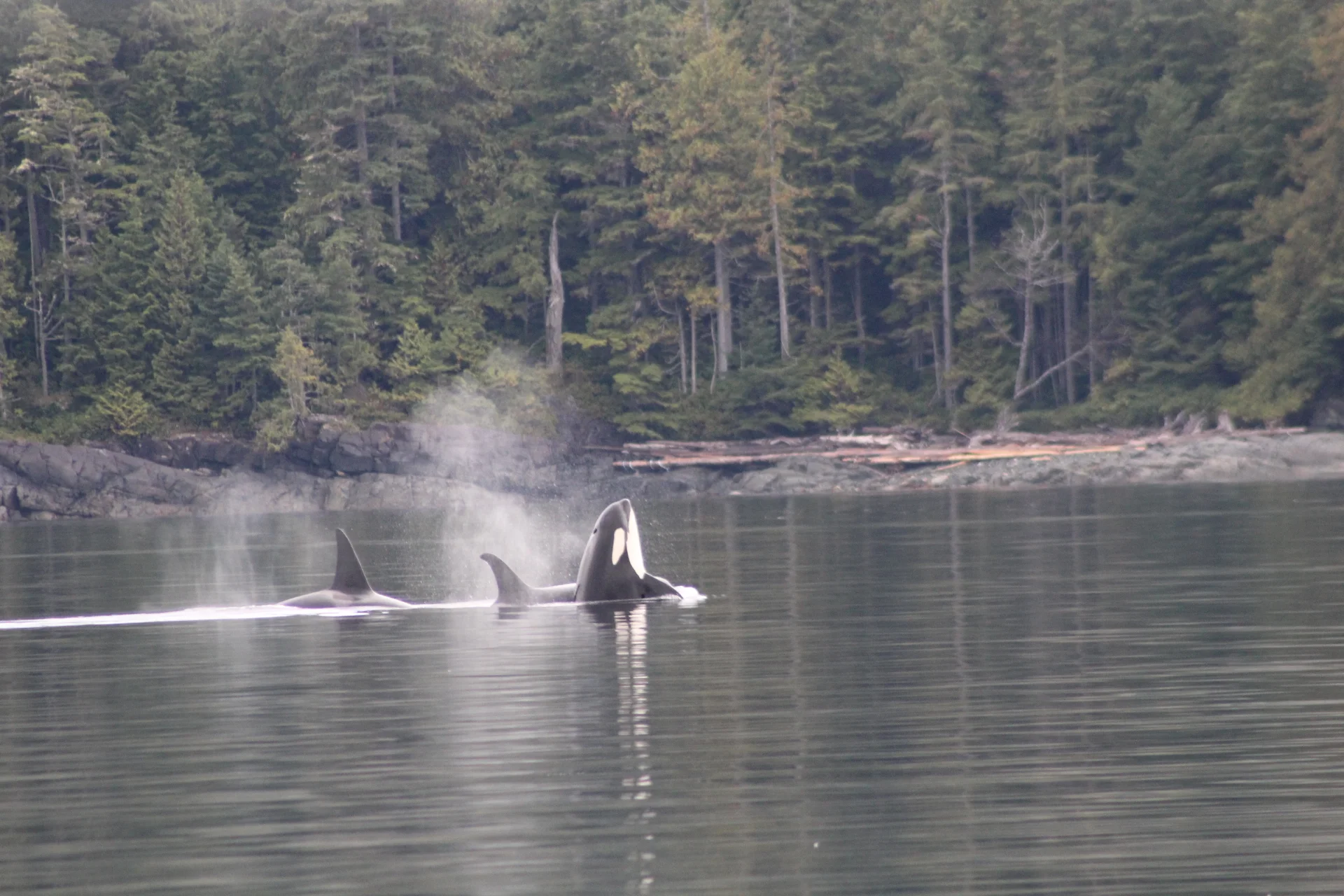 "We did not know which way to look, the wildlife was everywhere"