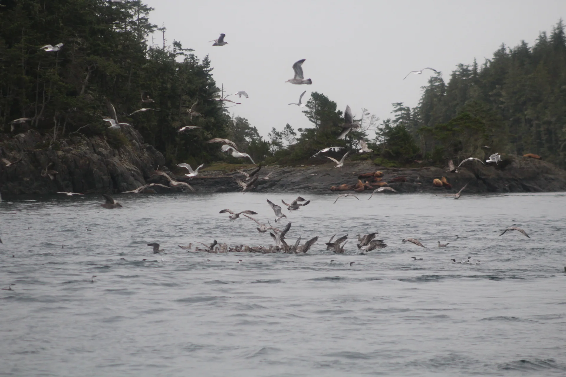 A Tour of the Bait Balls