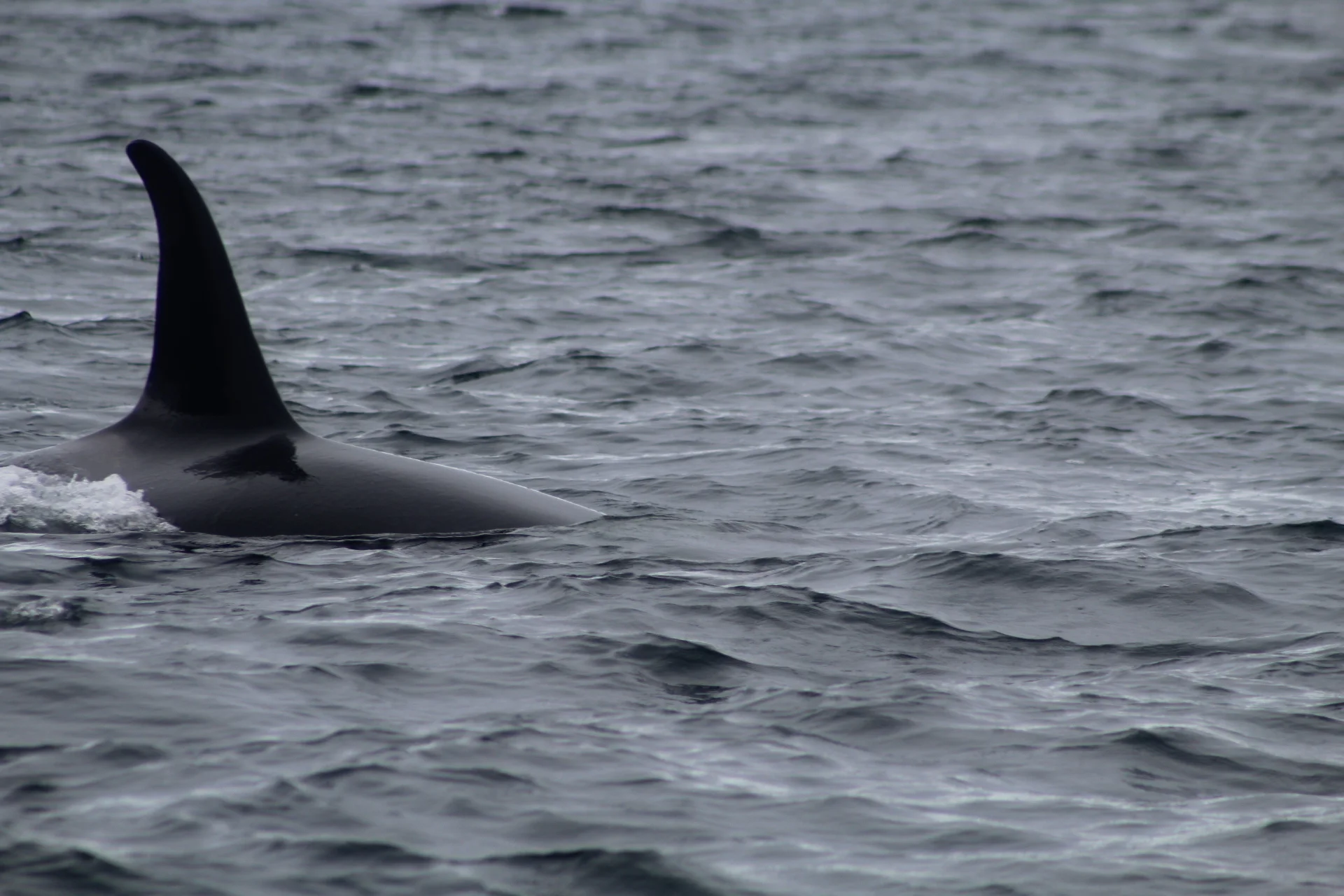 A Variety of Wildlife Revealing such Beauty