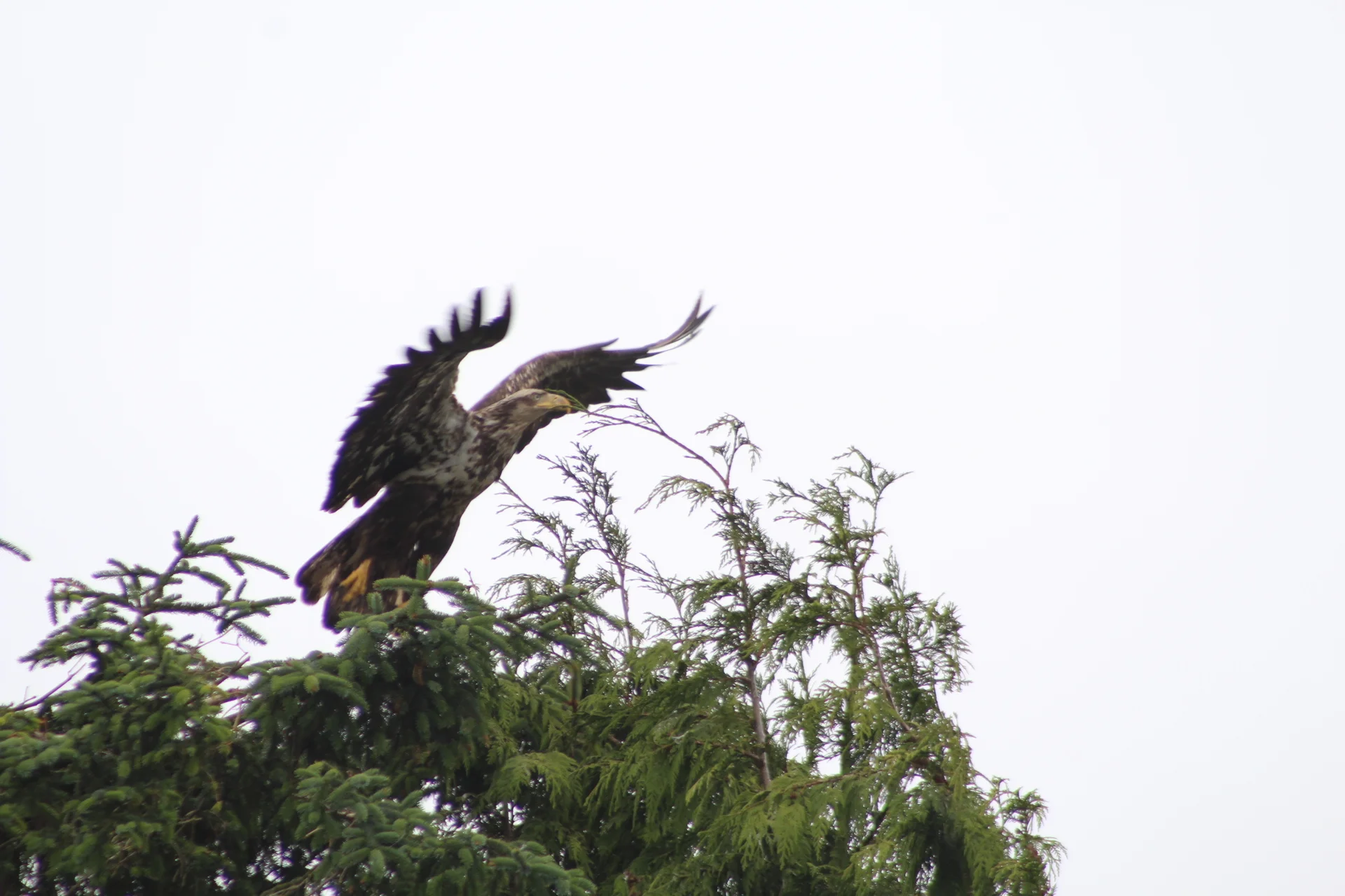 Sun, Wind and Whales