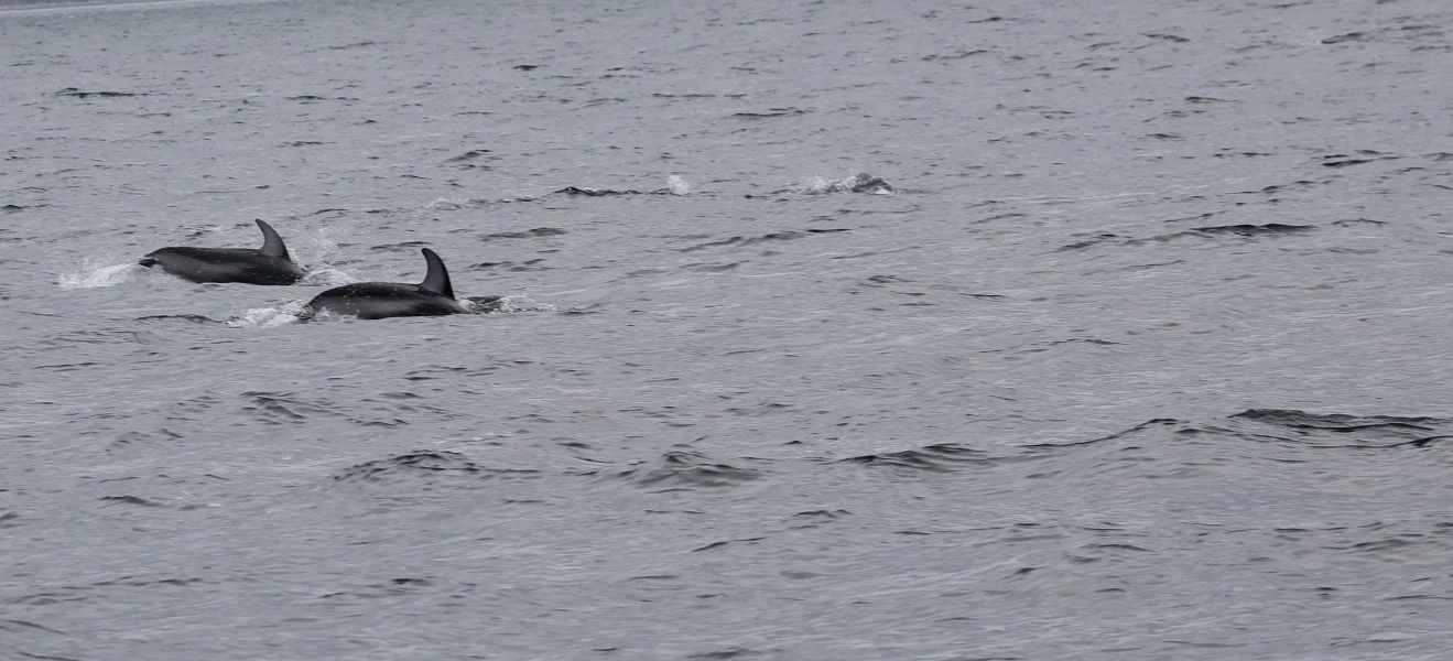 Marine Mammals on the Summer Solstice