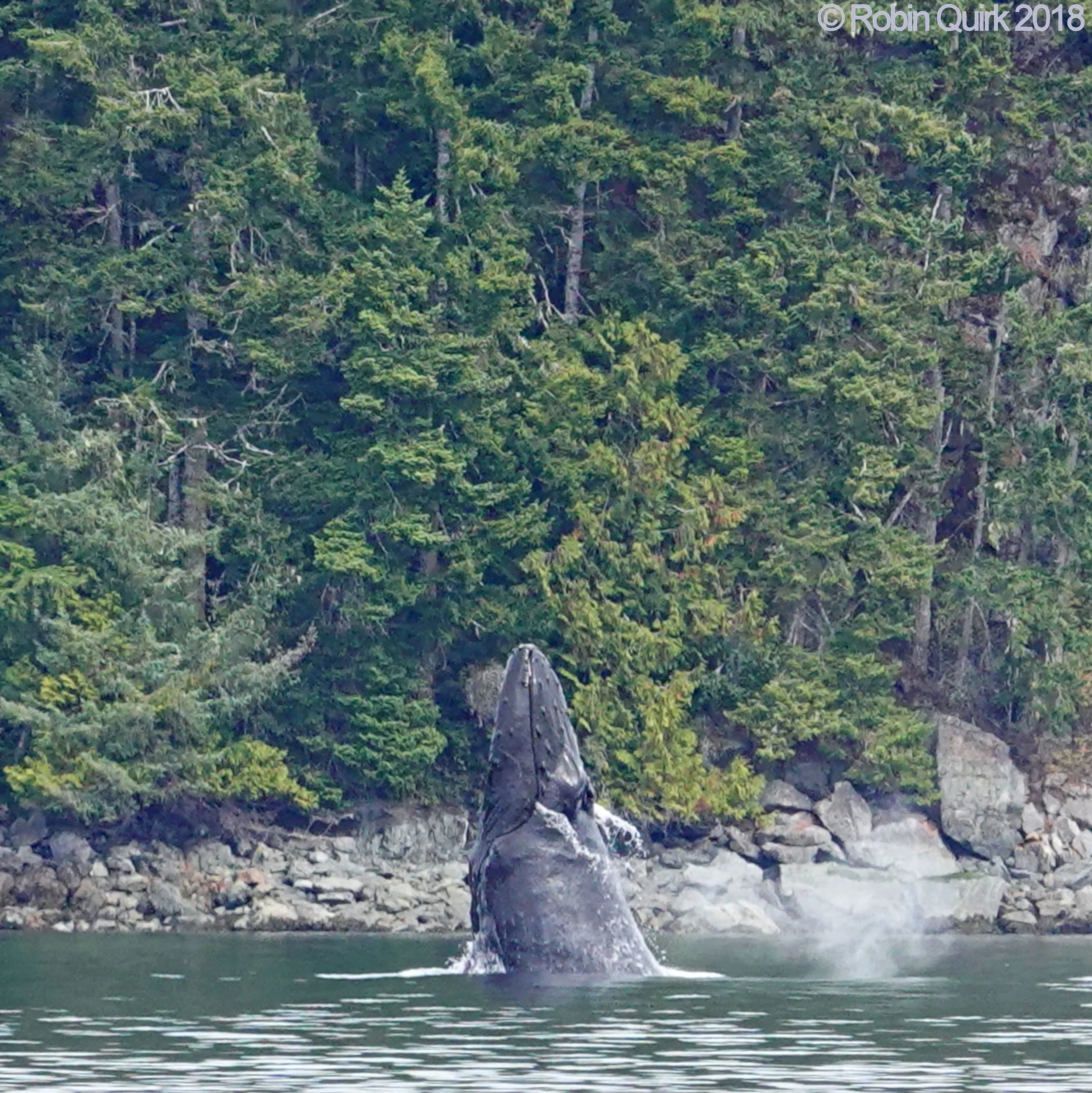 Wildlife 'Right Out of the Gates' 