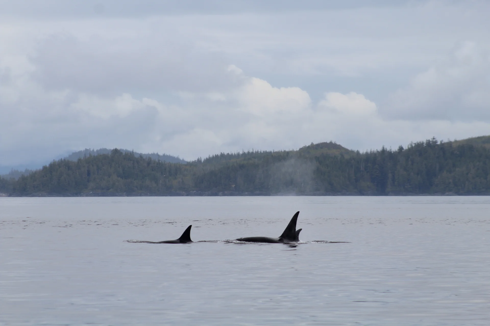 Wildlife in the Rain