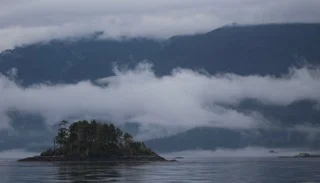 Birds, Whales and Wildlife