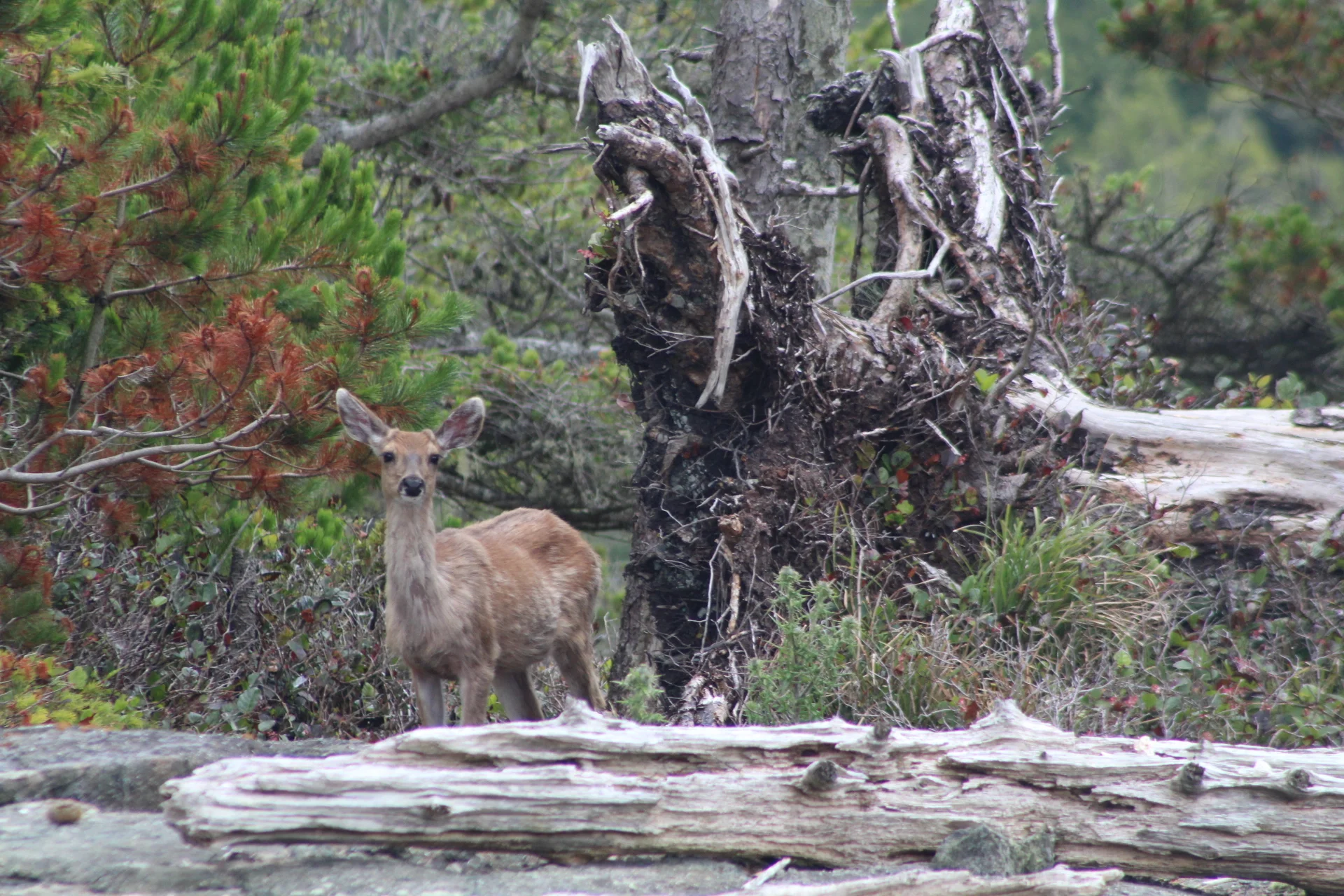 "The True North Strong and Free" Happy Canada Day!