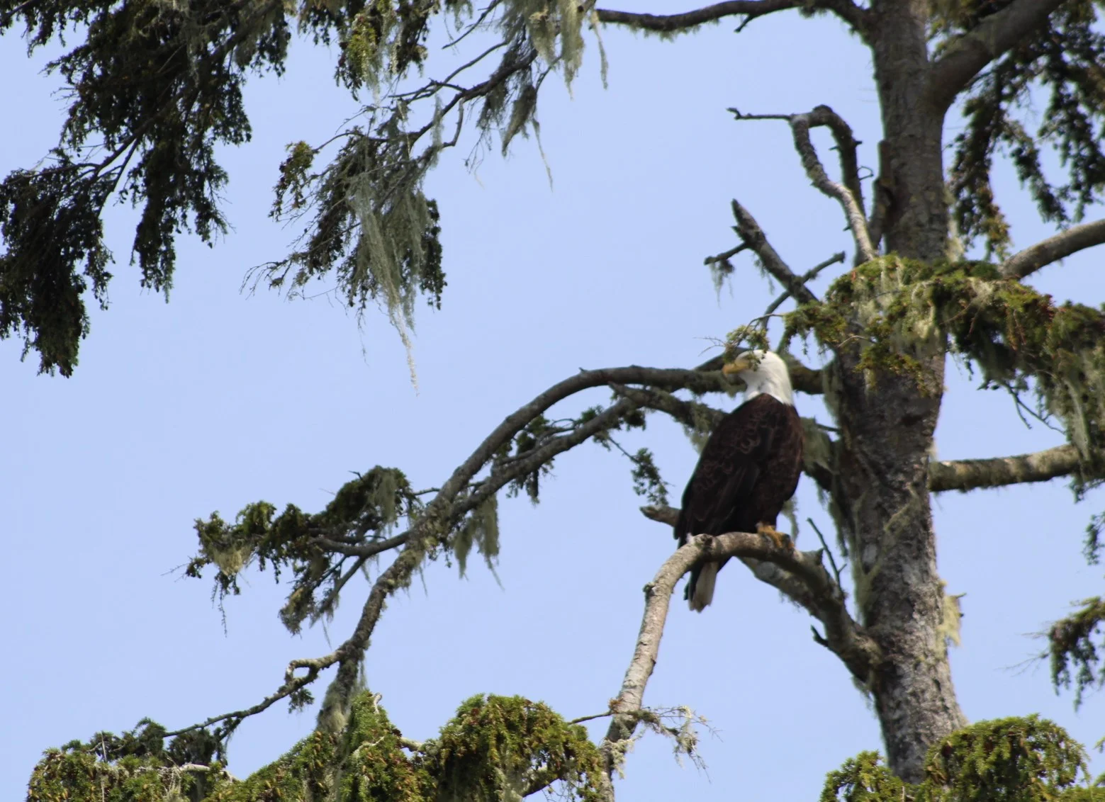 Eagle.JPG