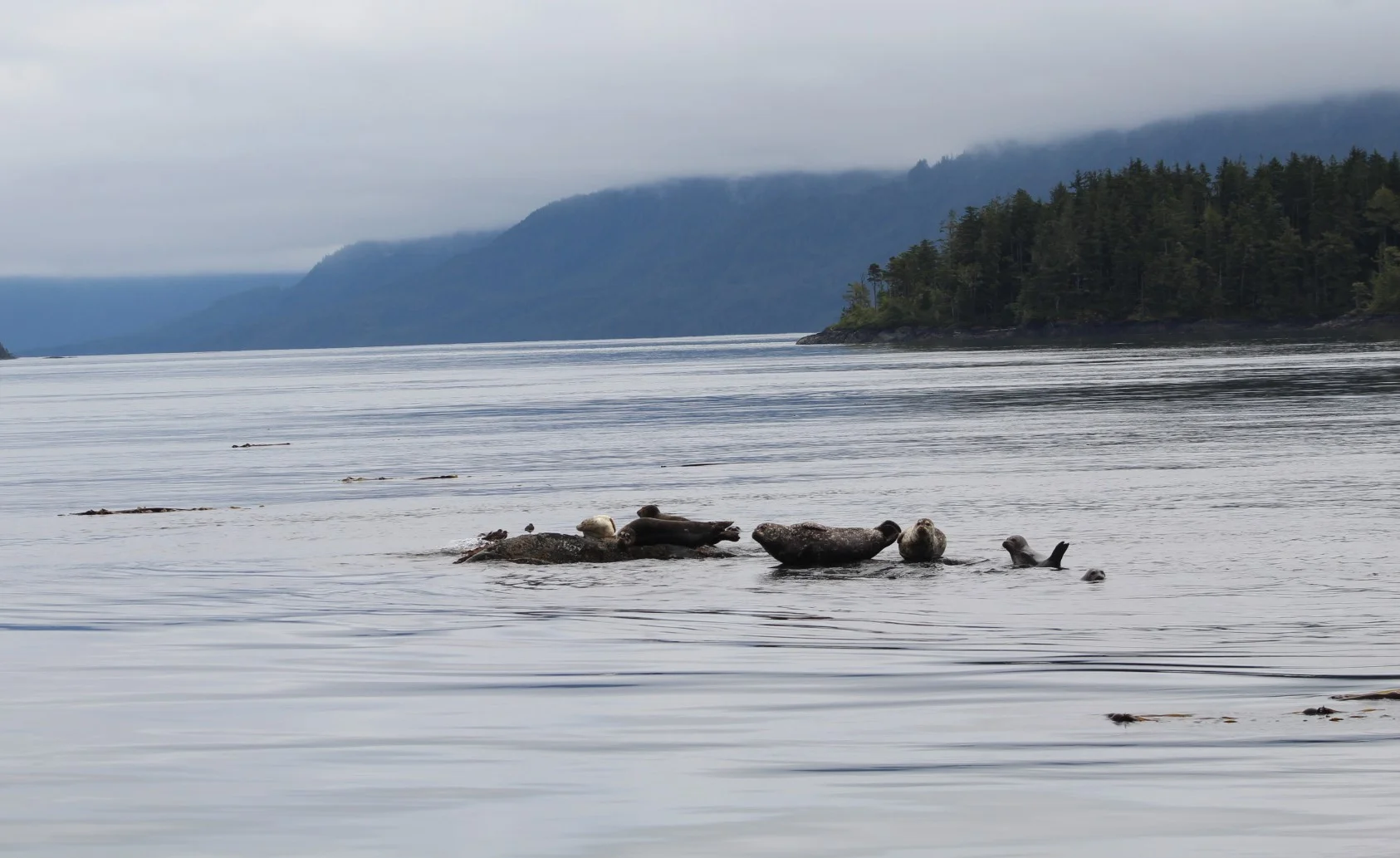 Harbour Seals.JPG