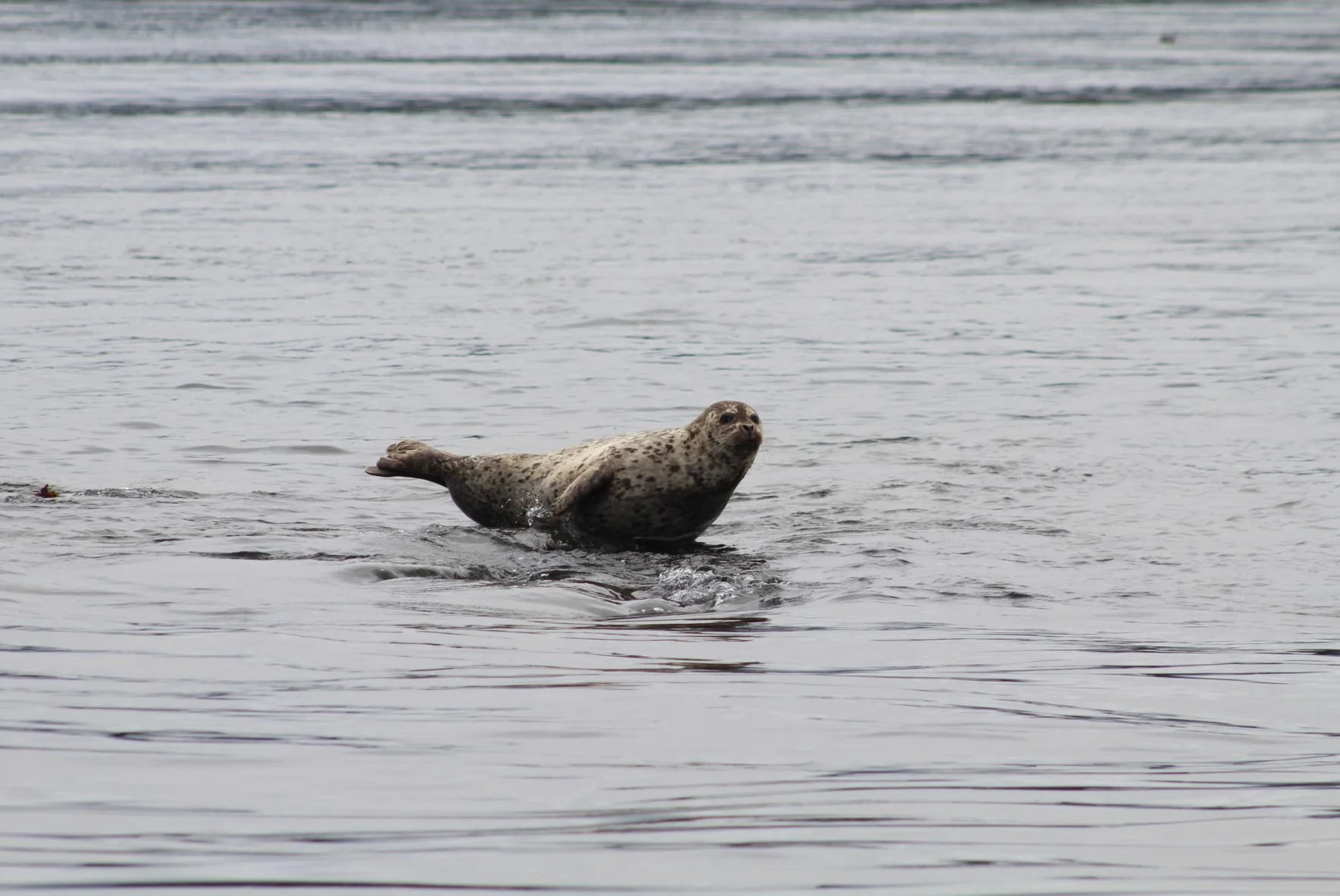 Seal.JPG