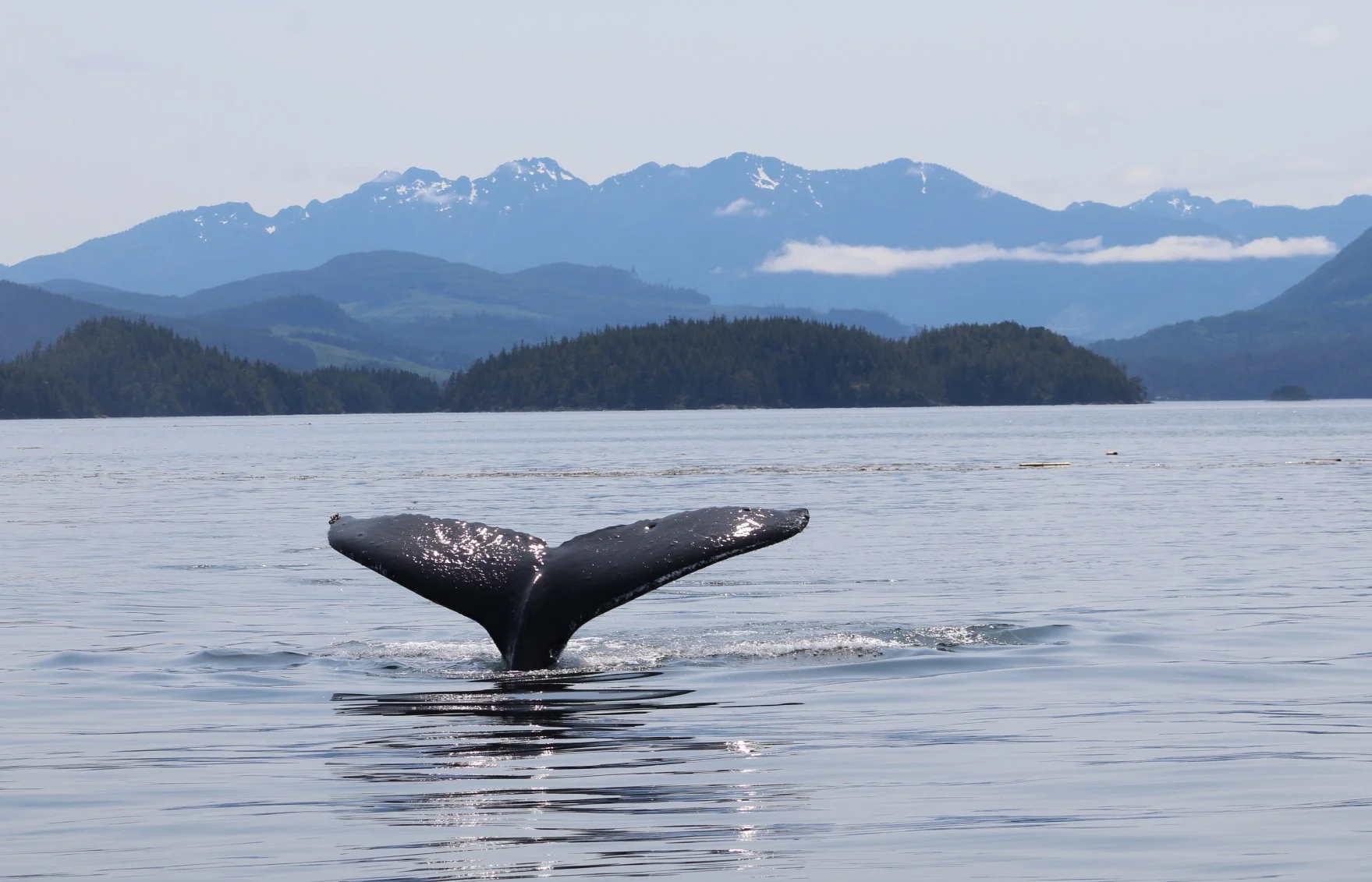 All Our Creatures Grand and Small