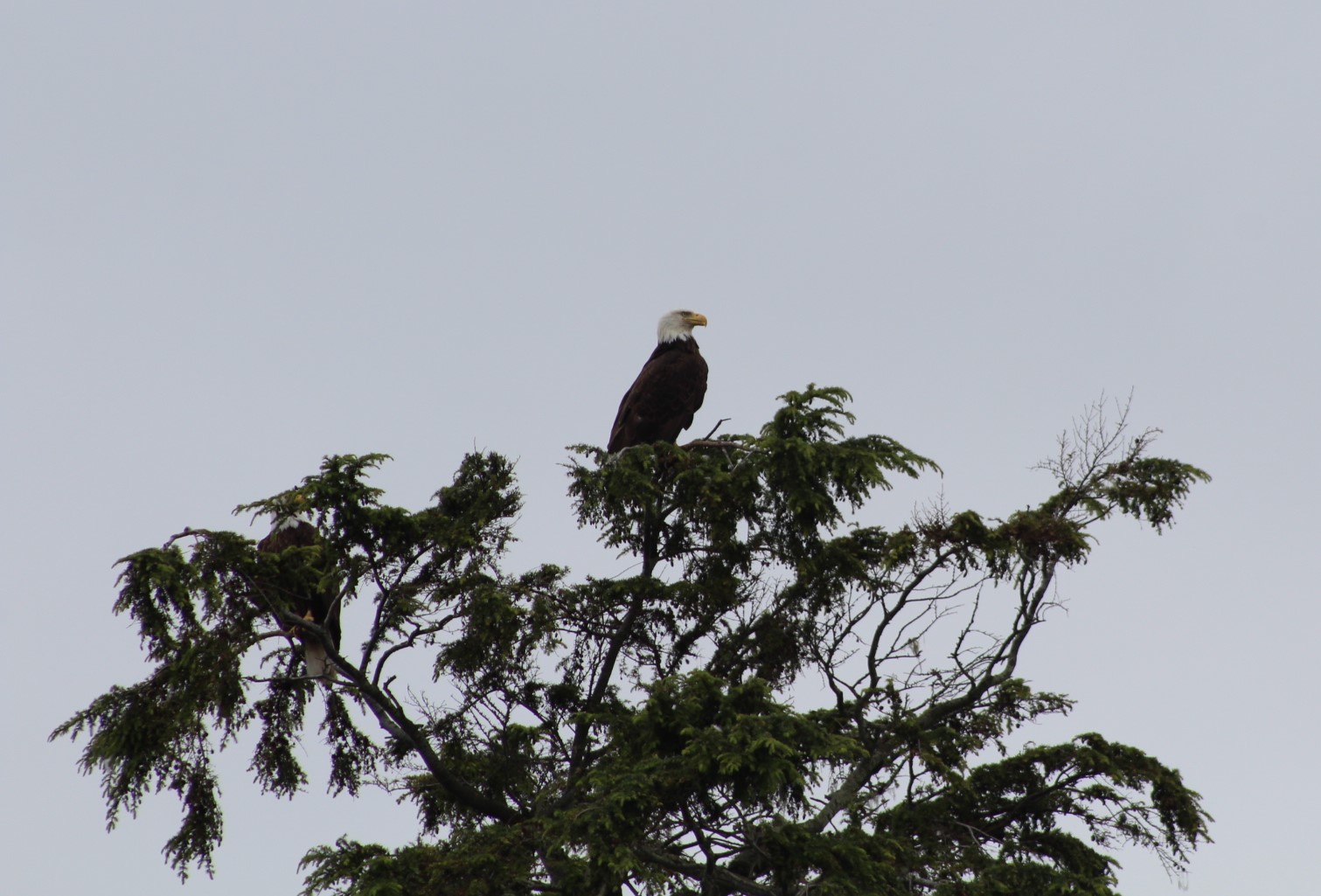 Eagle.JPG