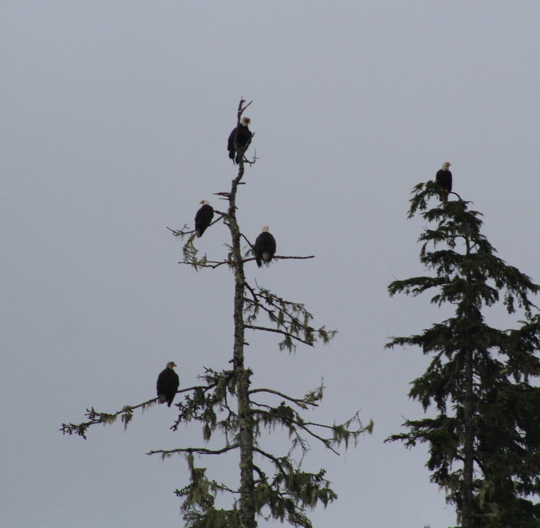 Eagles in Tree.JPG