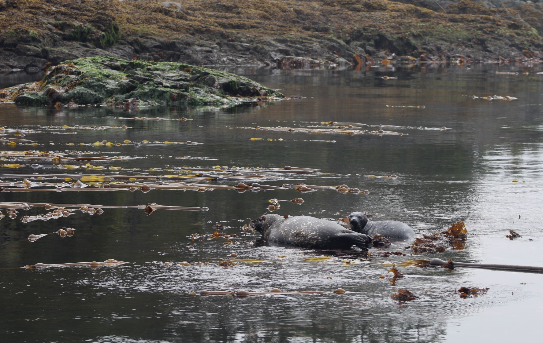 Seal and Pup (2).JPG