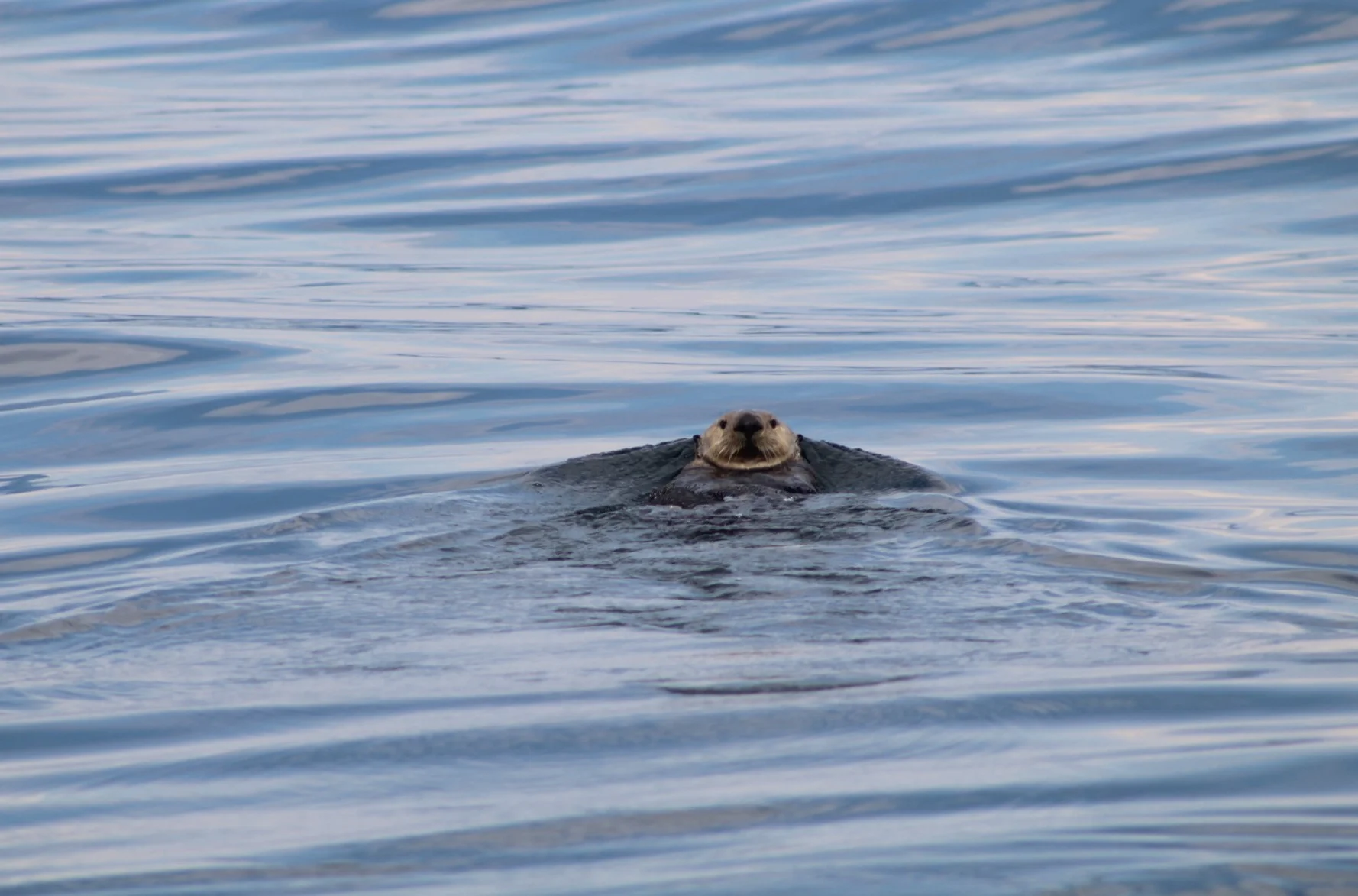 Orcas, Humpback Whales, a Sea Otter and Eagles Galore