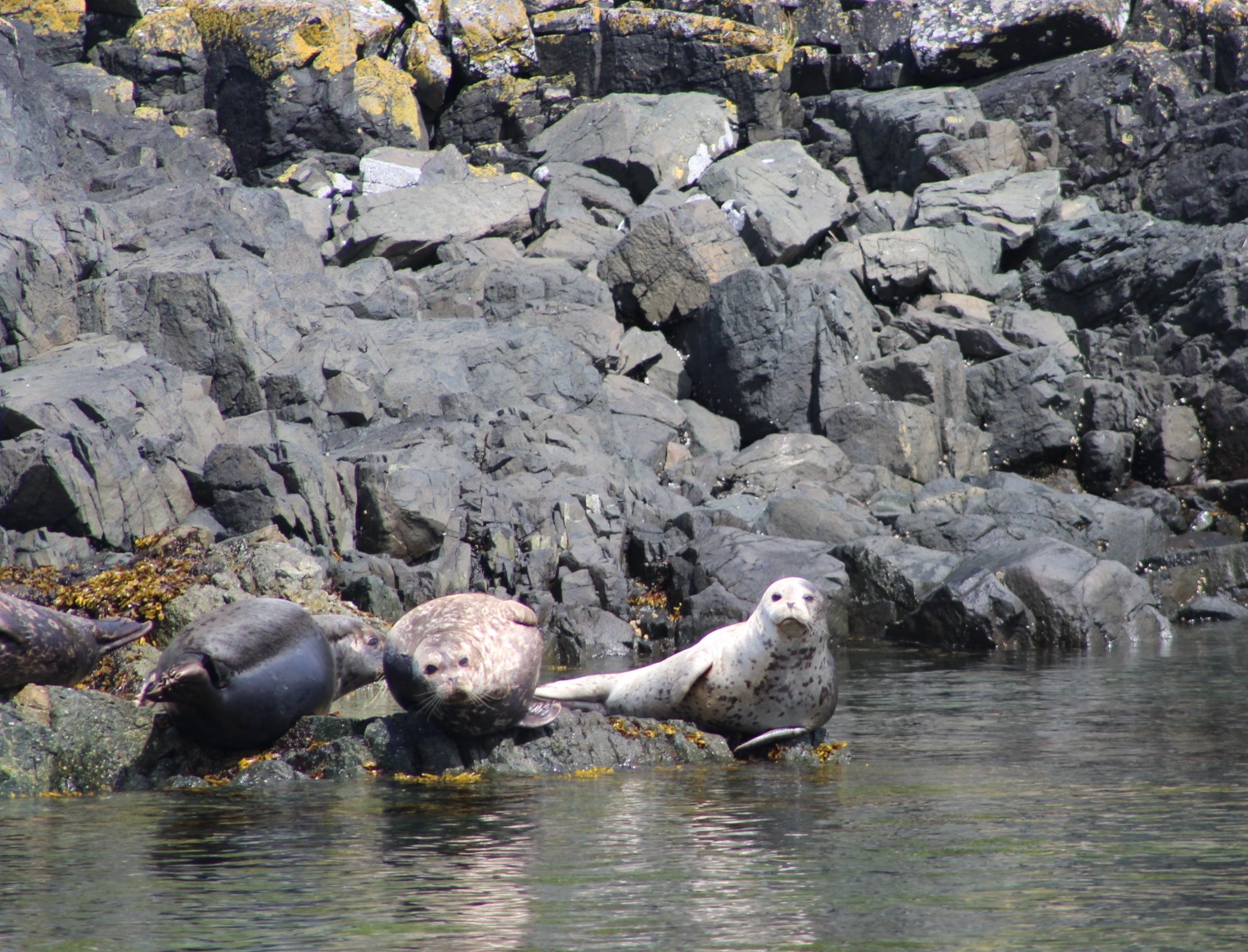 Seals.JPG