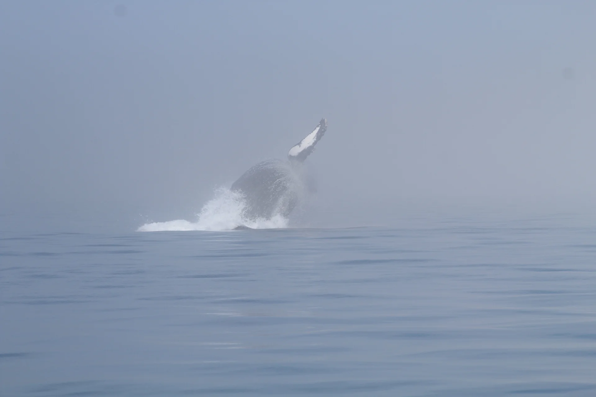 Two Very Different Tours