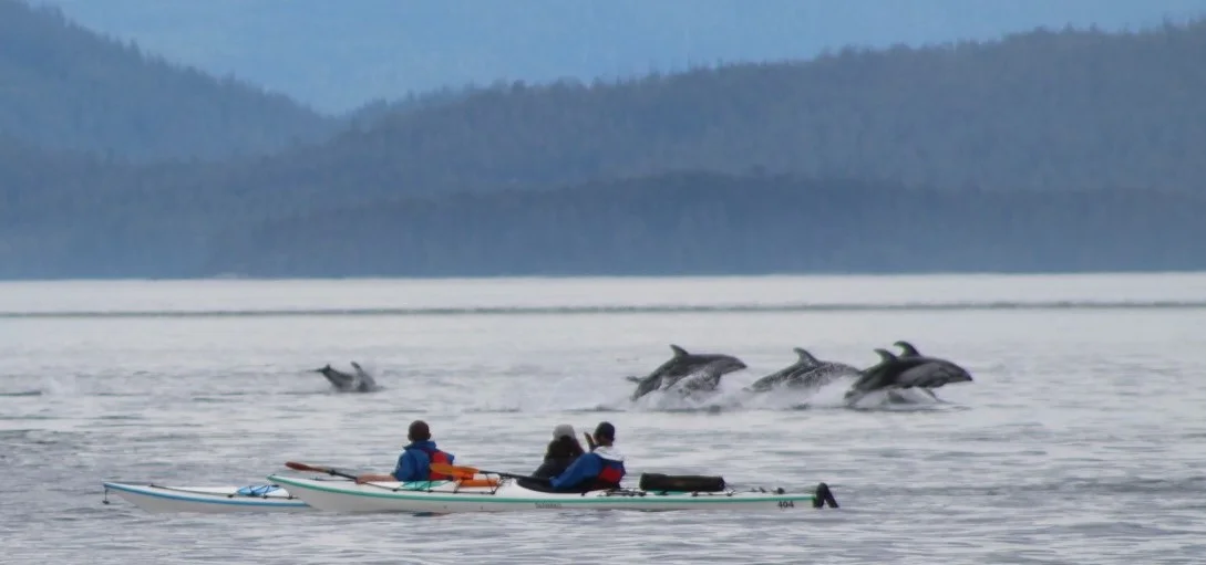 Action Packed, Wildlife Extravaganza