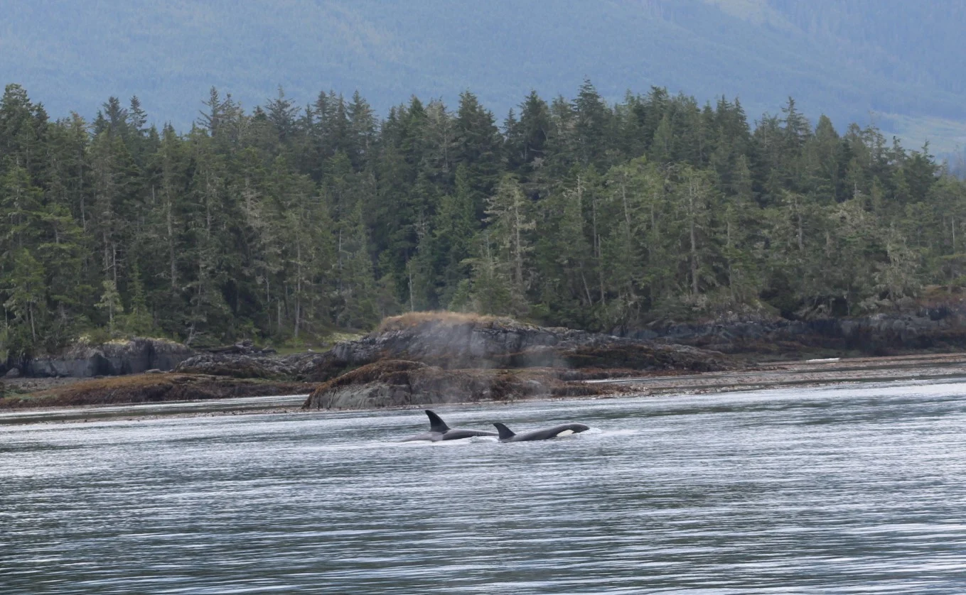 Bigg's (Transient) Orcas on the move!