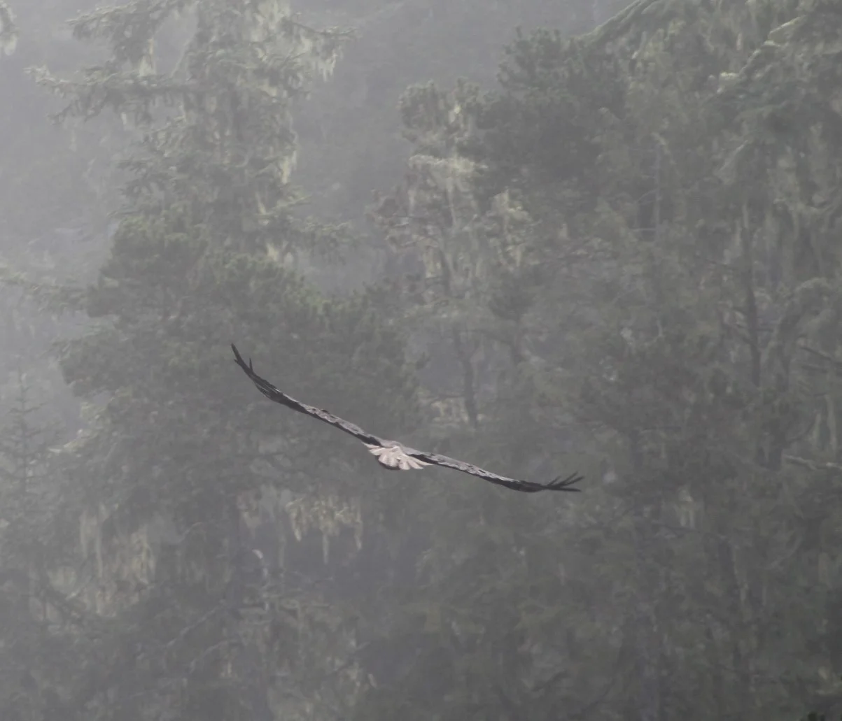 And the Eagle Flies.......