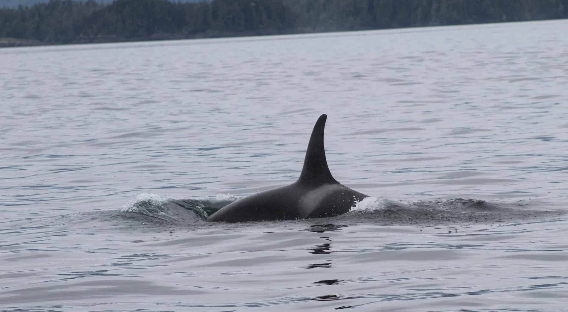 Northern Resident Orcas ~ The A30’s and A25’s and so much more!
