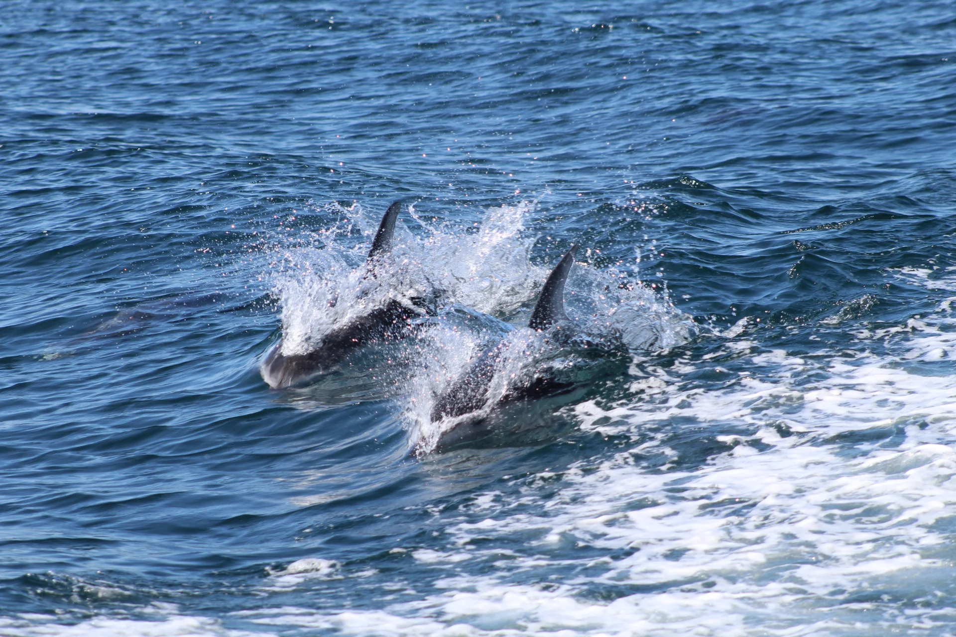 Copy of  Sunday Fun Day ~ Every Picture Tells A Story!