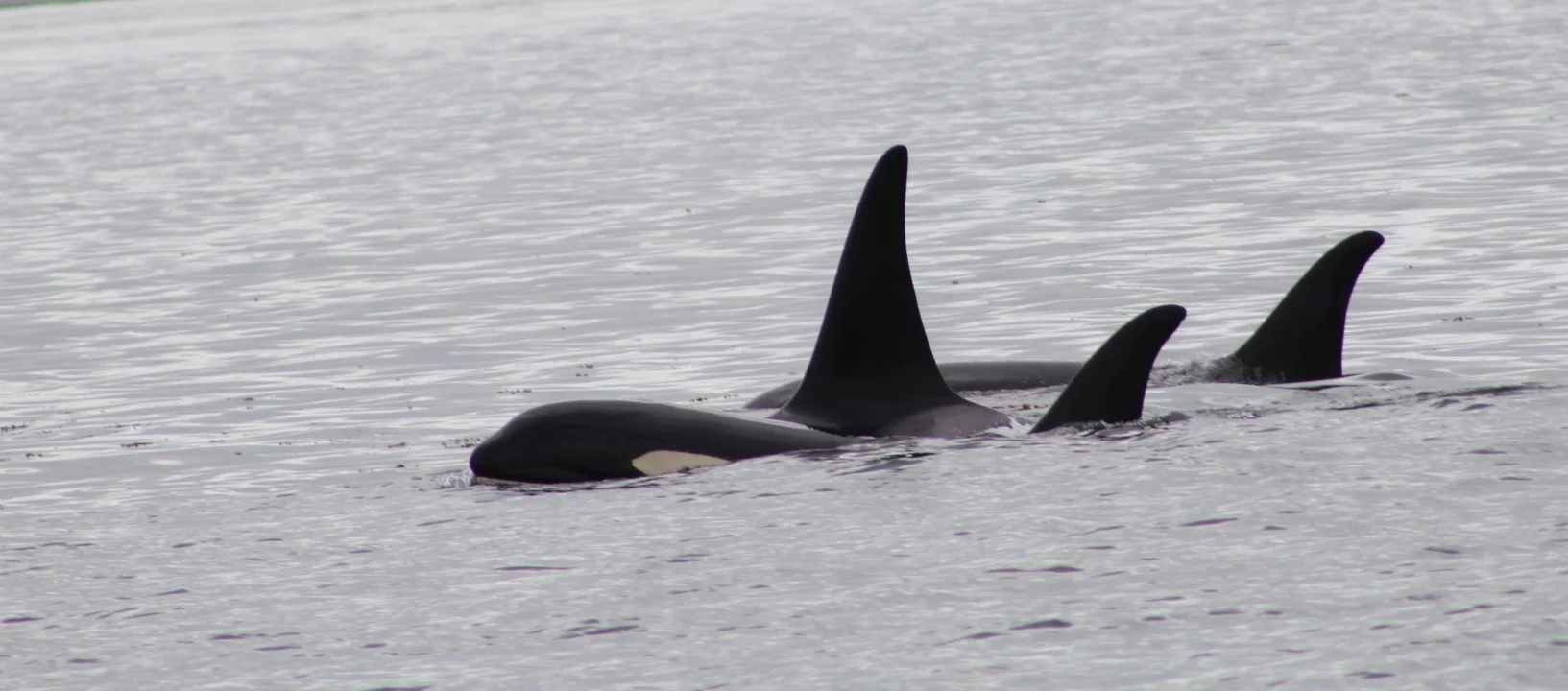 Whales, Whales, Beautiful Whales