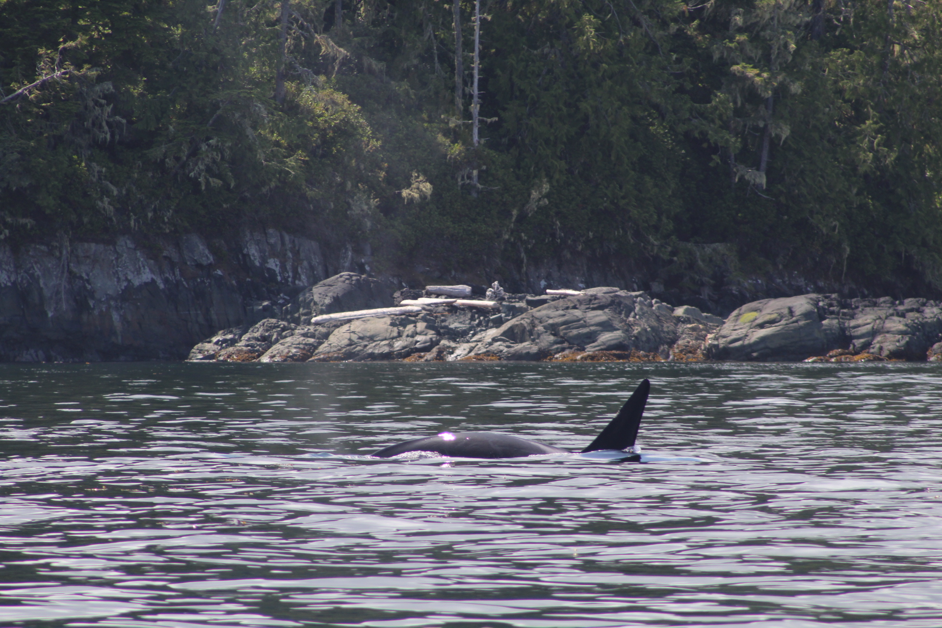 A big day and group of Bigg's Transient Orcas!