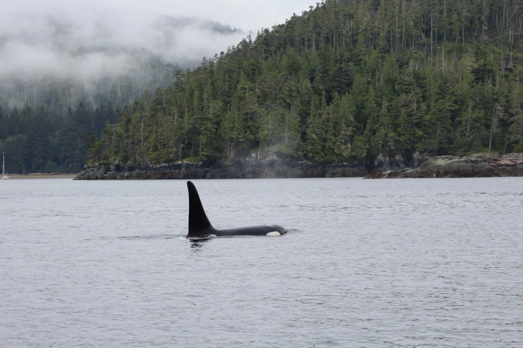 Wildlife viewing on our magnificent raincoast