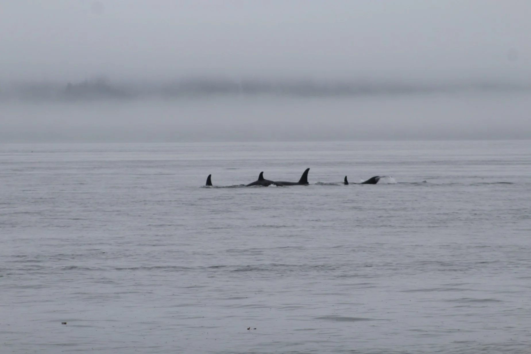 Orca and humpback in the rain and fog