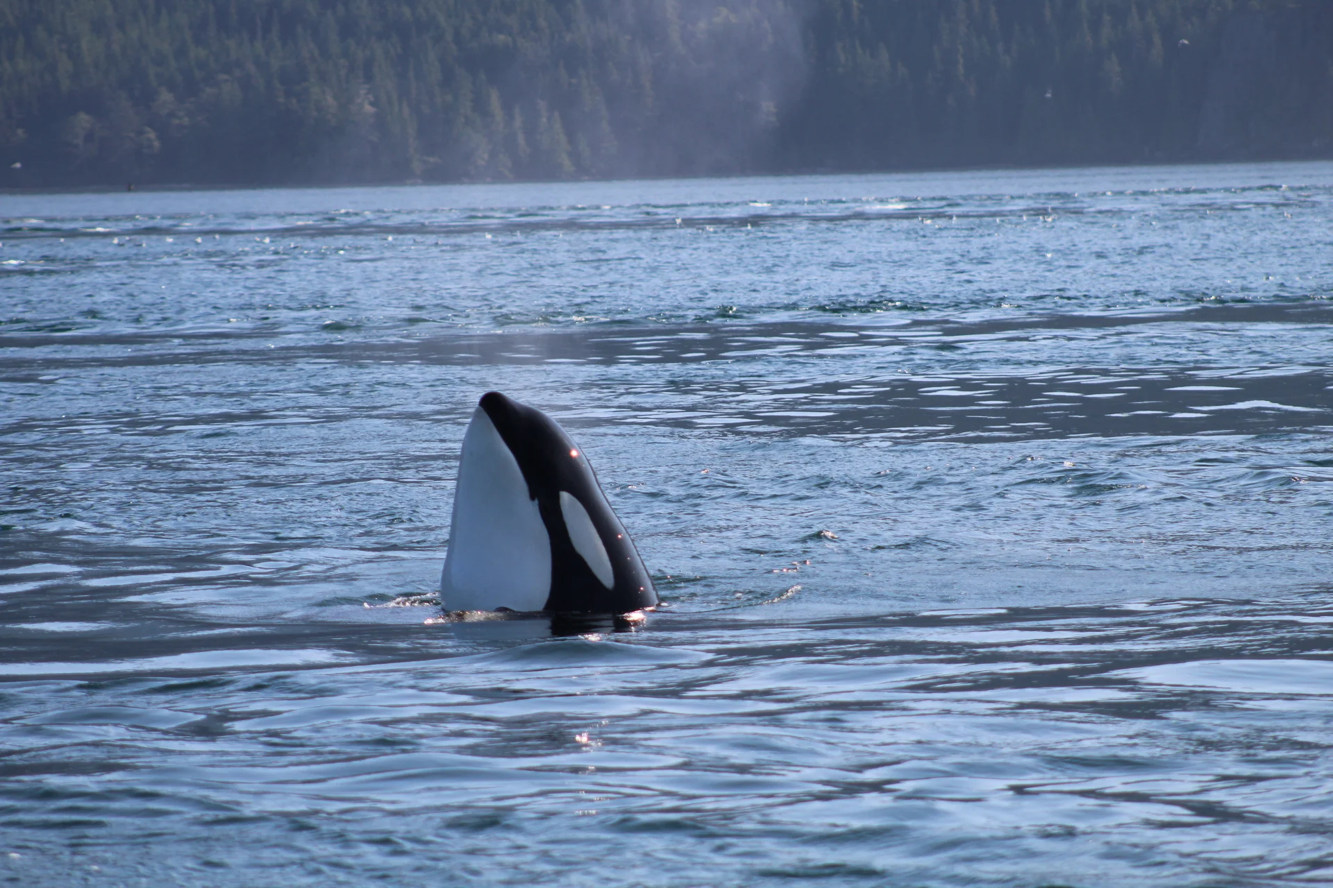 A Coastal Kaleidoscope