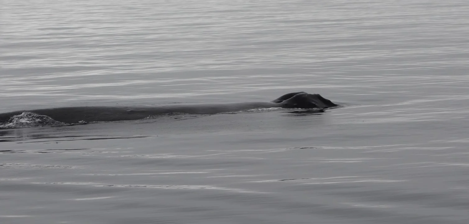 Humpback Whales and Phalaropes