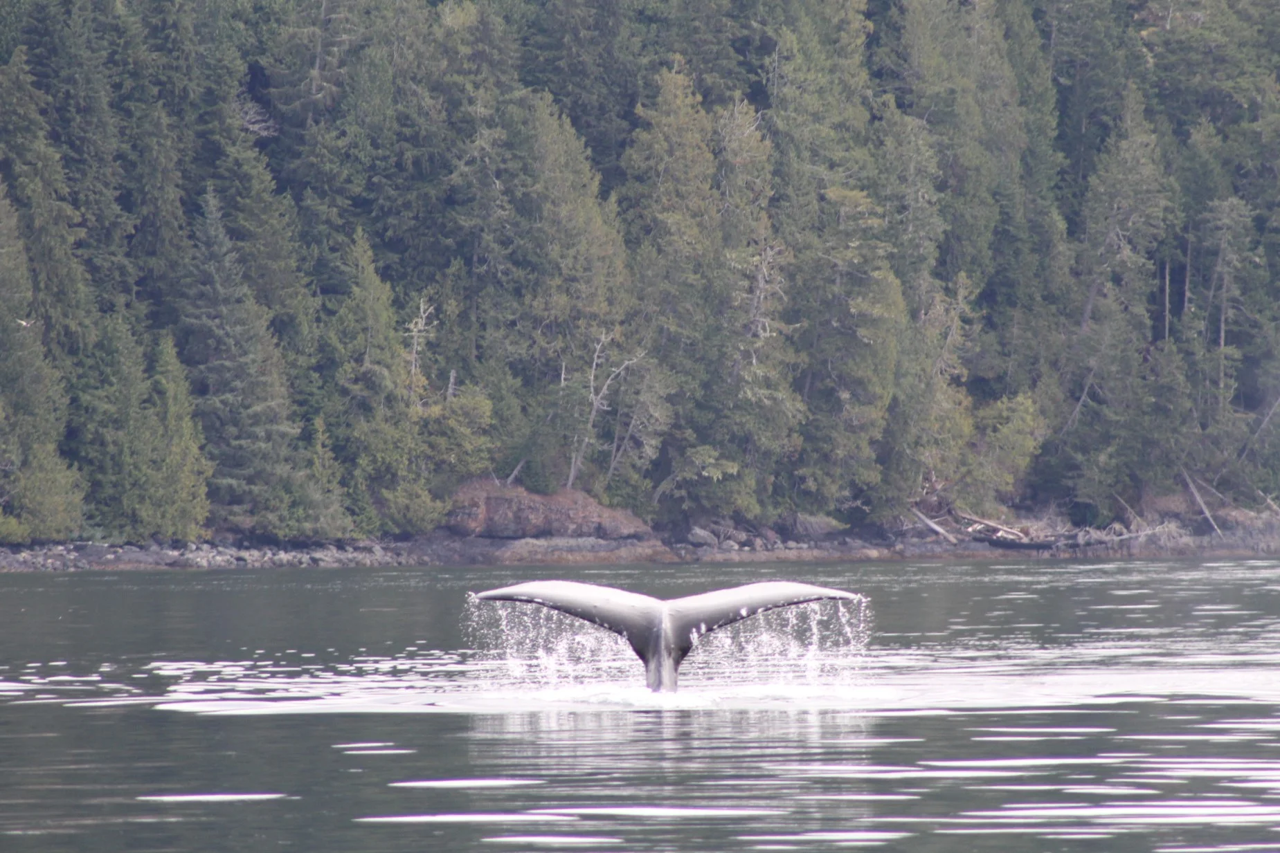 Wildlife Left, Right and Center!