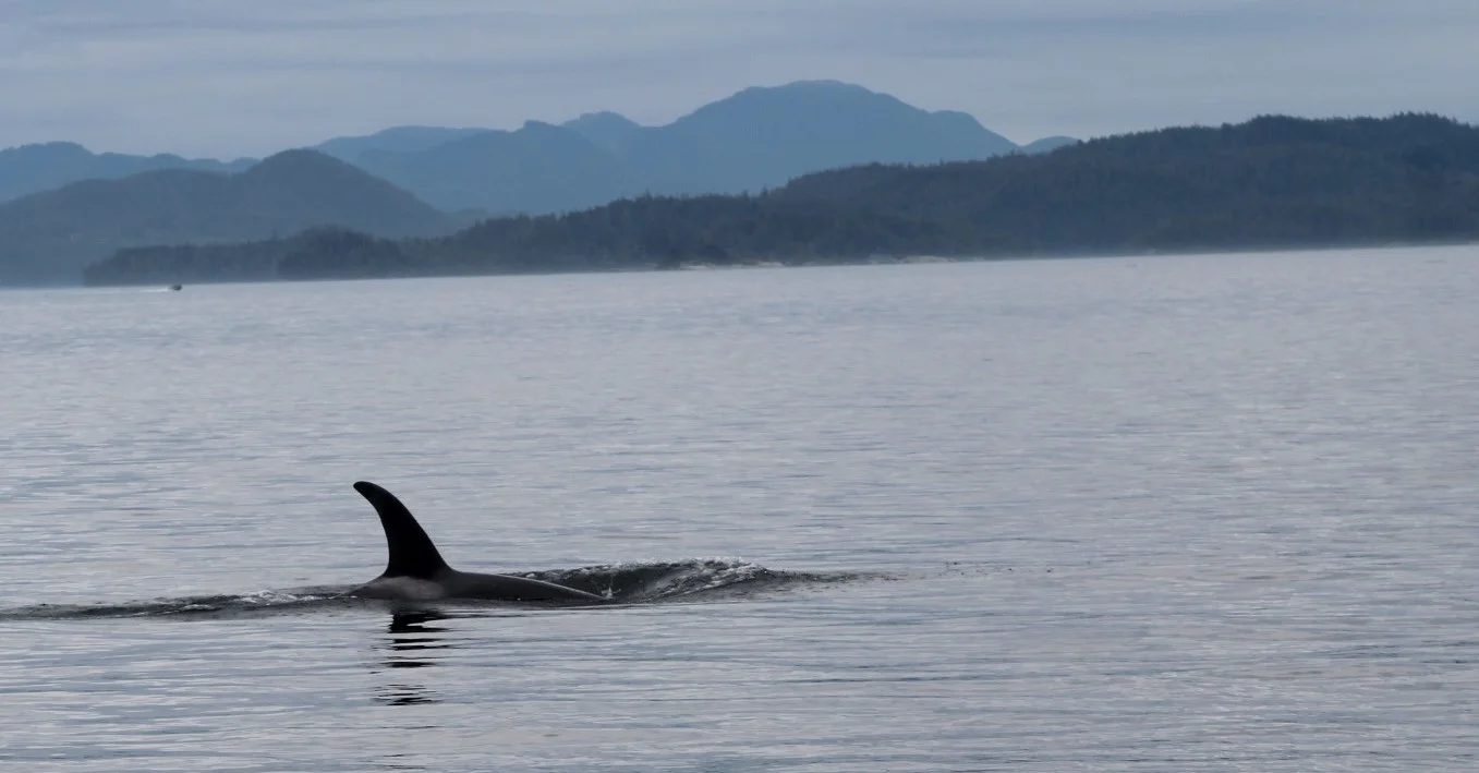 Residents and Transients (Biggs) - All in One Day