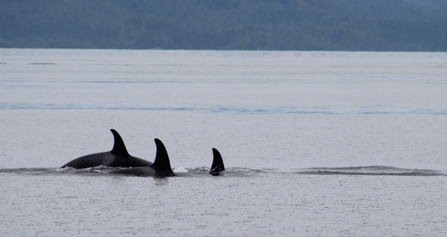 Glassy Calm and Tranquil 