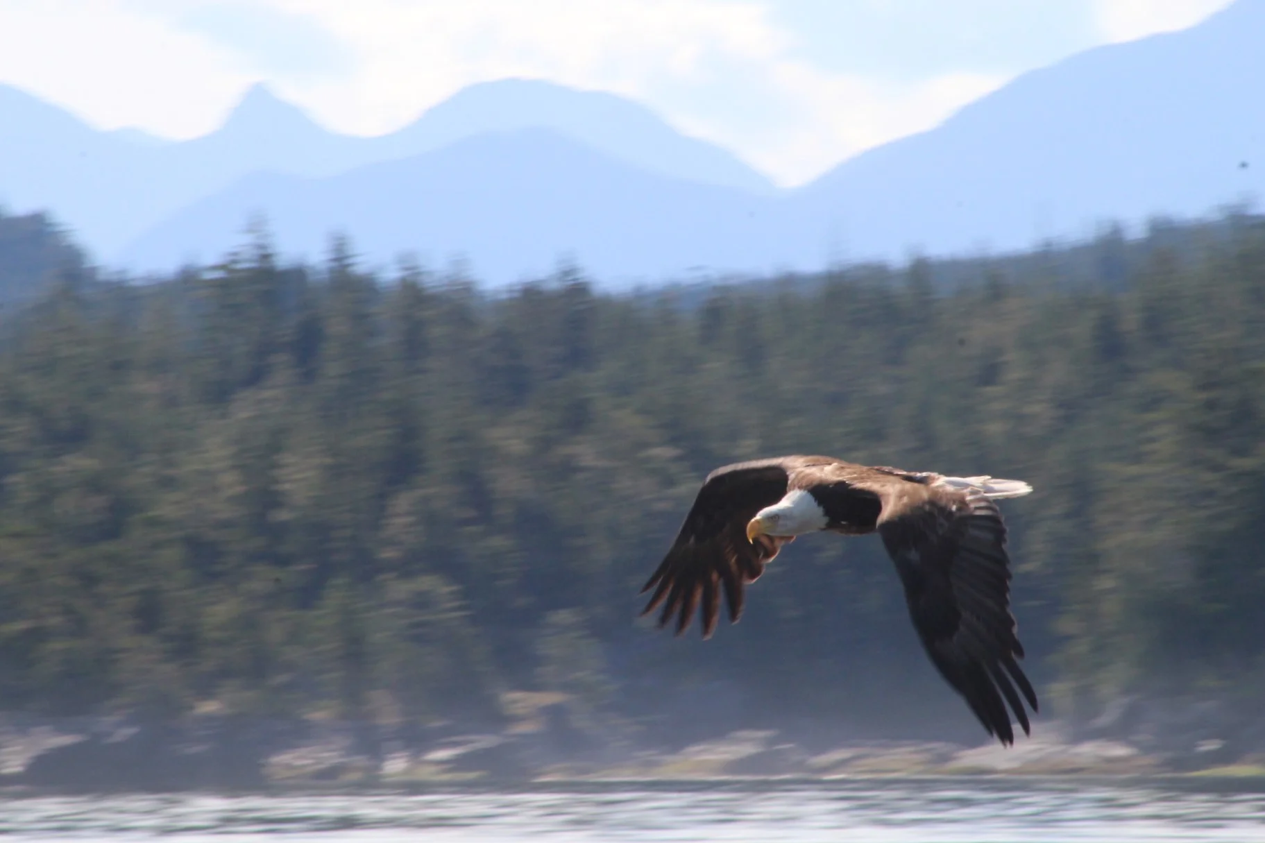 Humpbacks, island tours, and a minke whale!