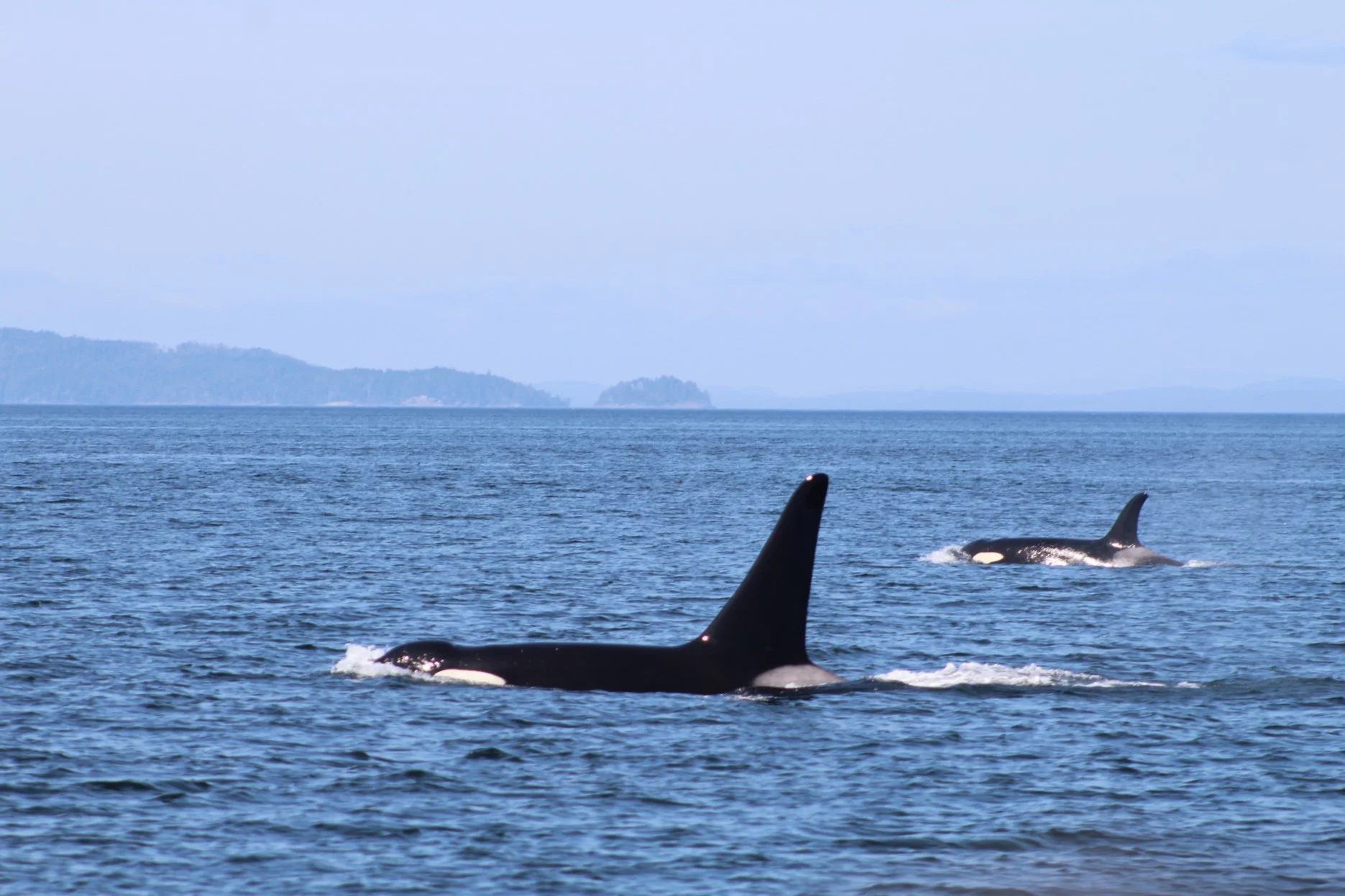 Wildlife in Abundance