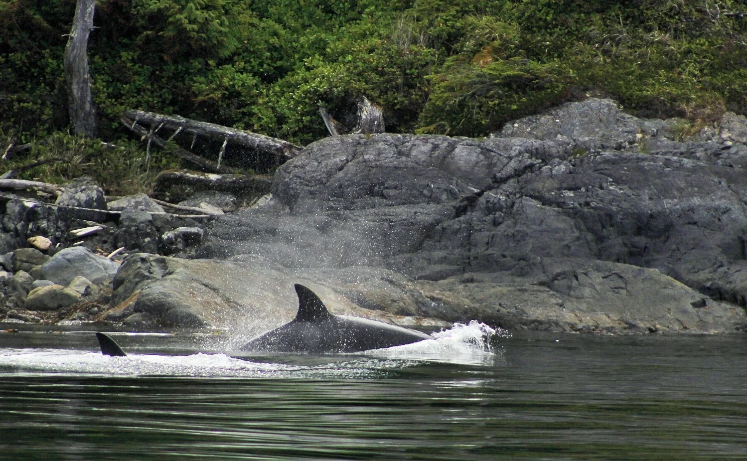 Hunting by Circumnavigation