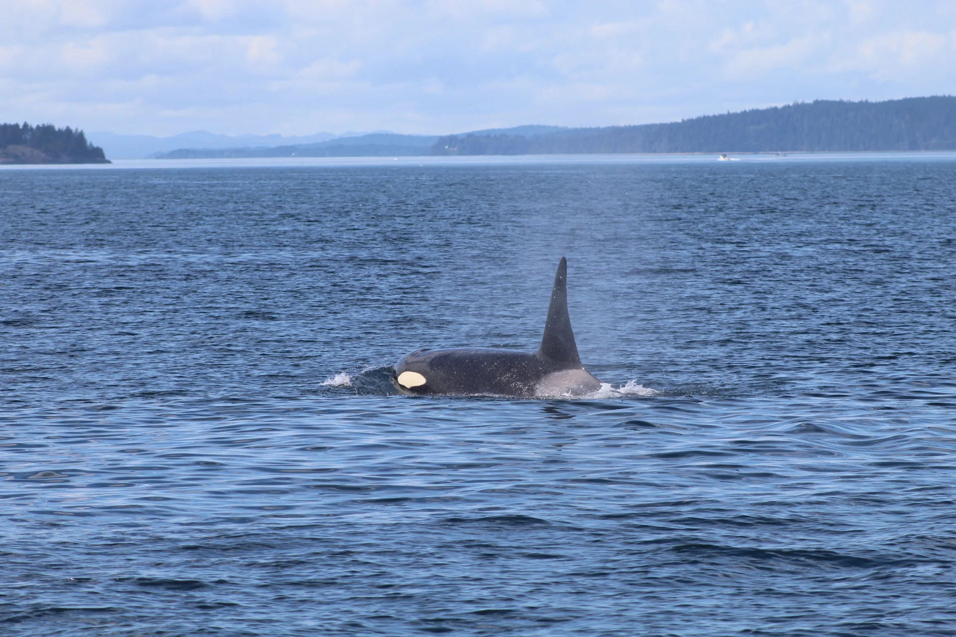 From Bears to Baleen Whales