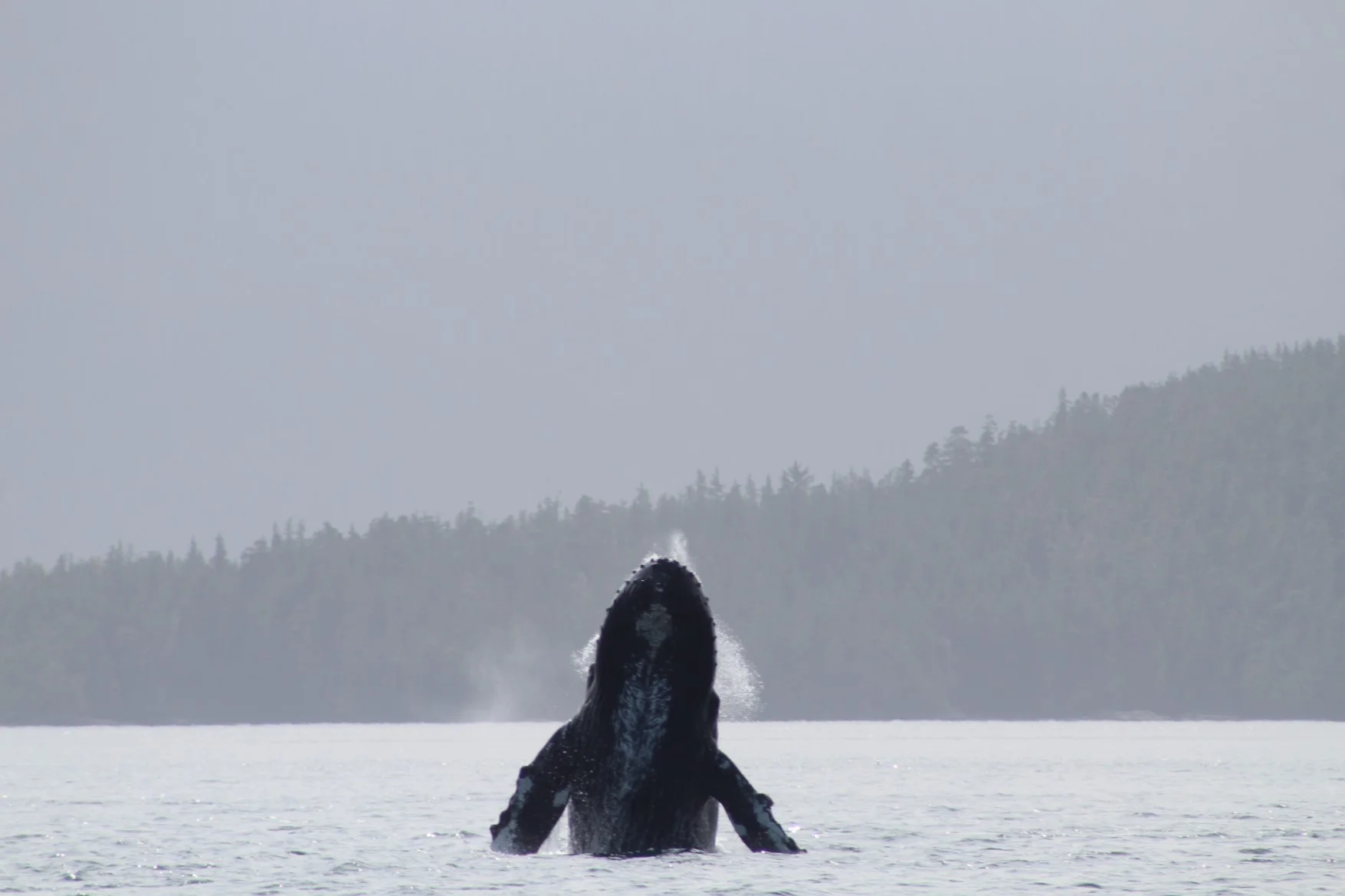 Foraging, feasting, frolicking