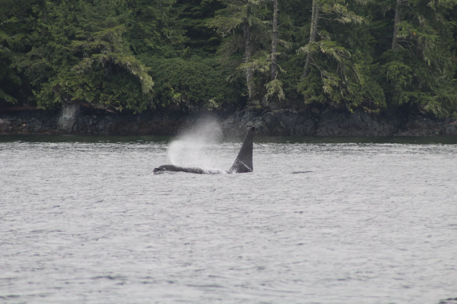 Choppy Seas and Scattered Rain Showers