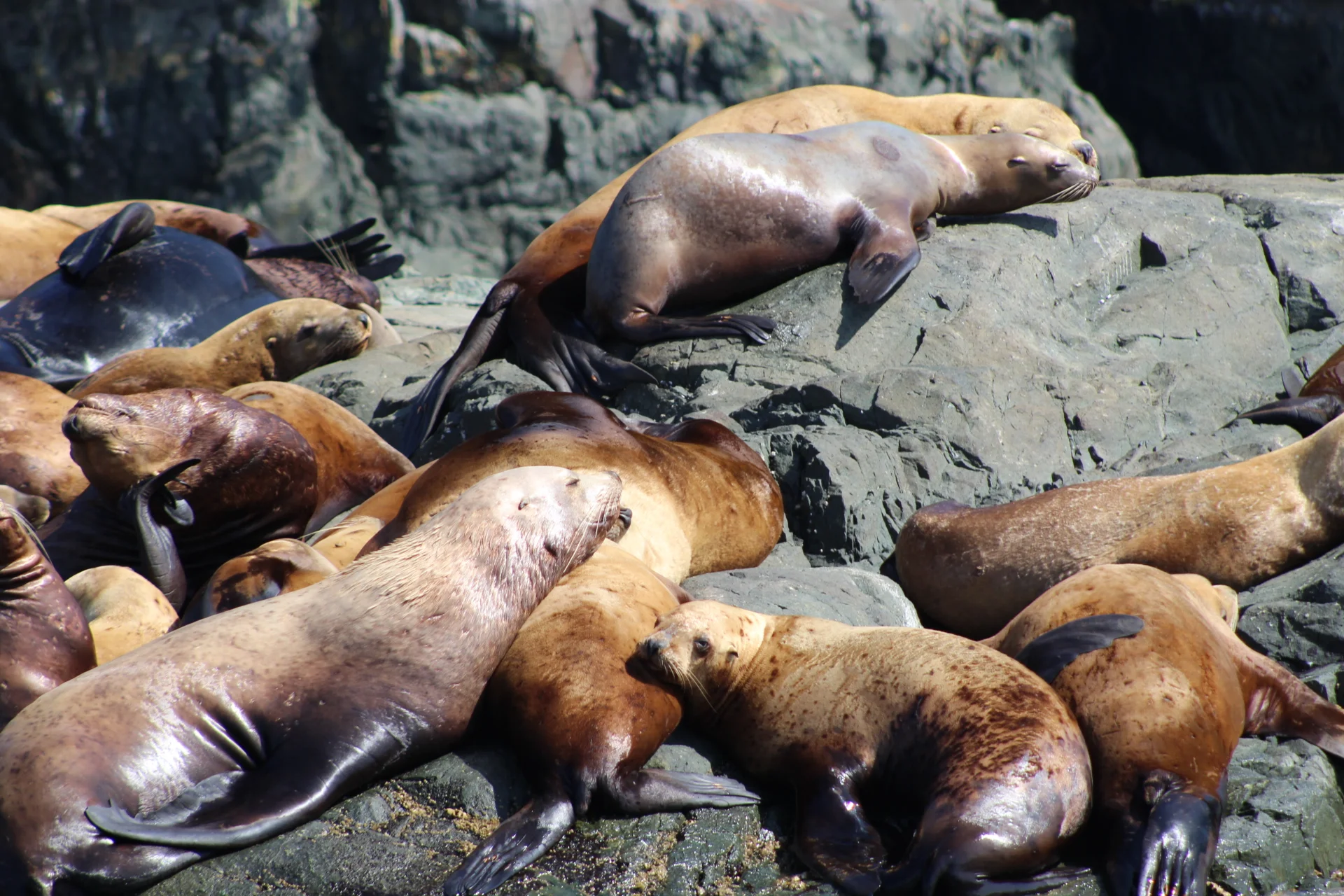 Wonderfully diverse viewing of cetaceans and numerous other species!