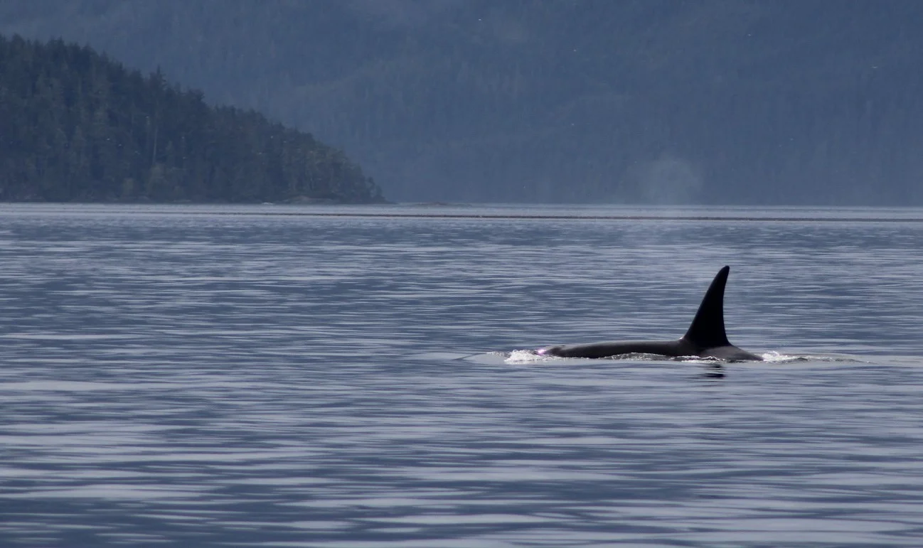 Mother Nature's bountiful beauty in our backyard