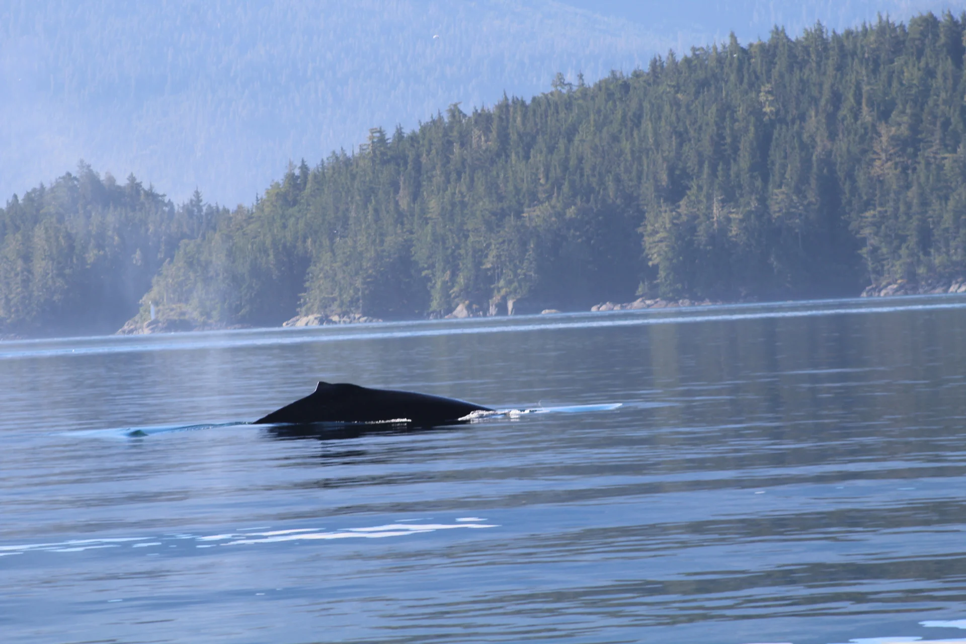 Sunshine on Our Shoulders Makes us Happy